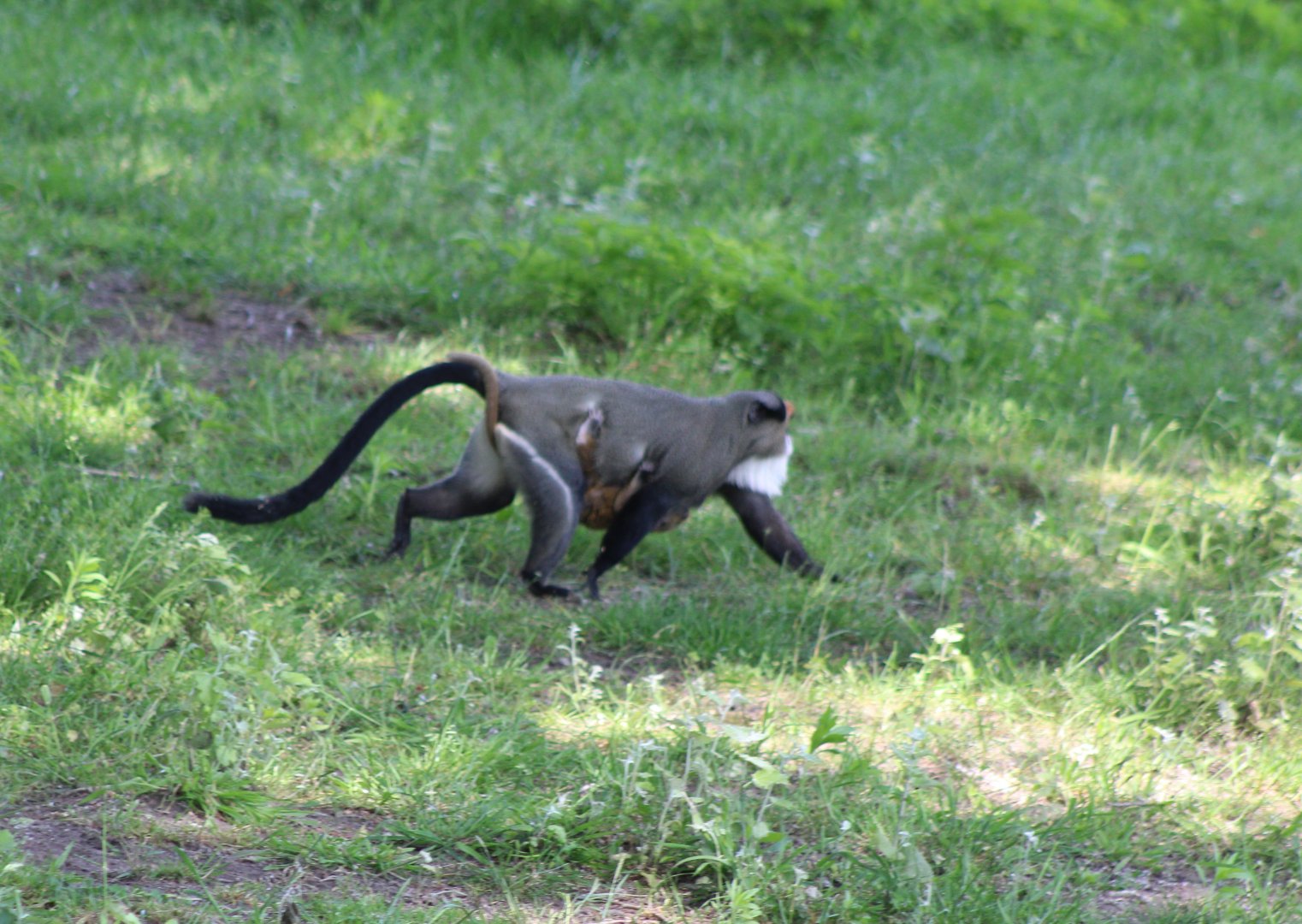 DeBrazza monkey's - mother and baby