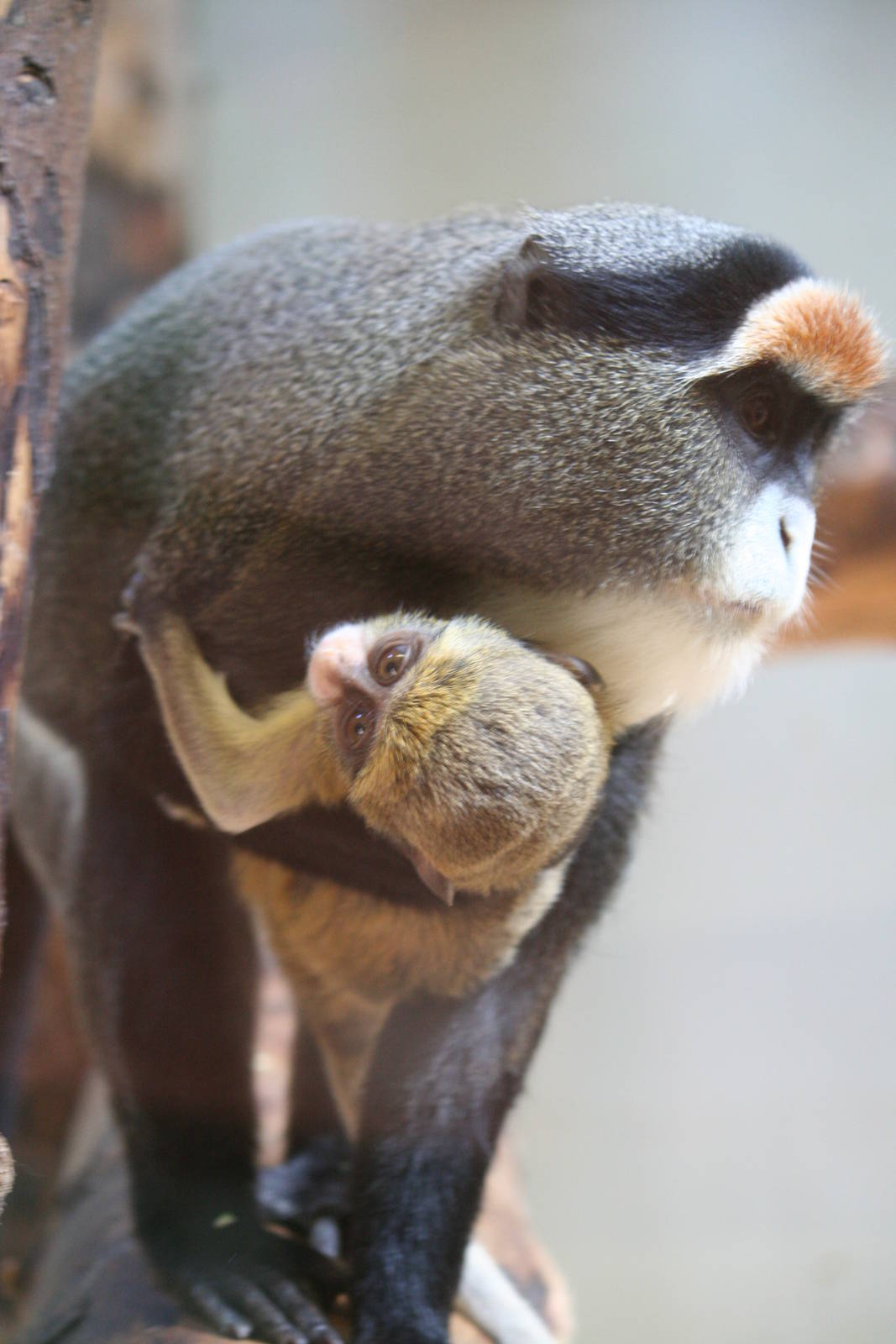 DeBrazza's guenon and youngster