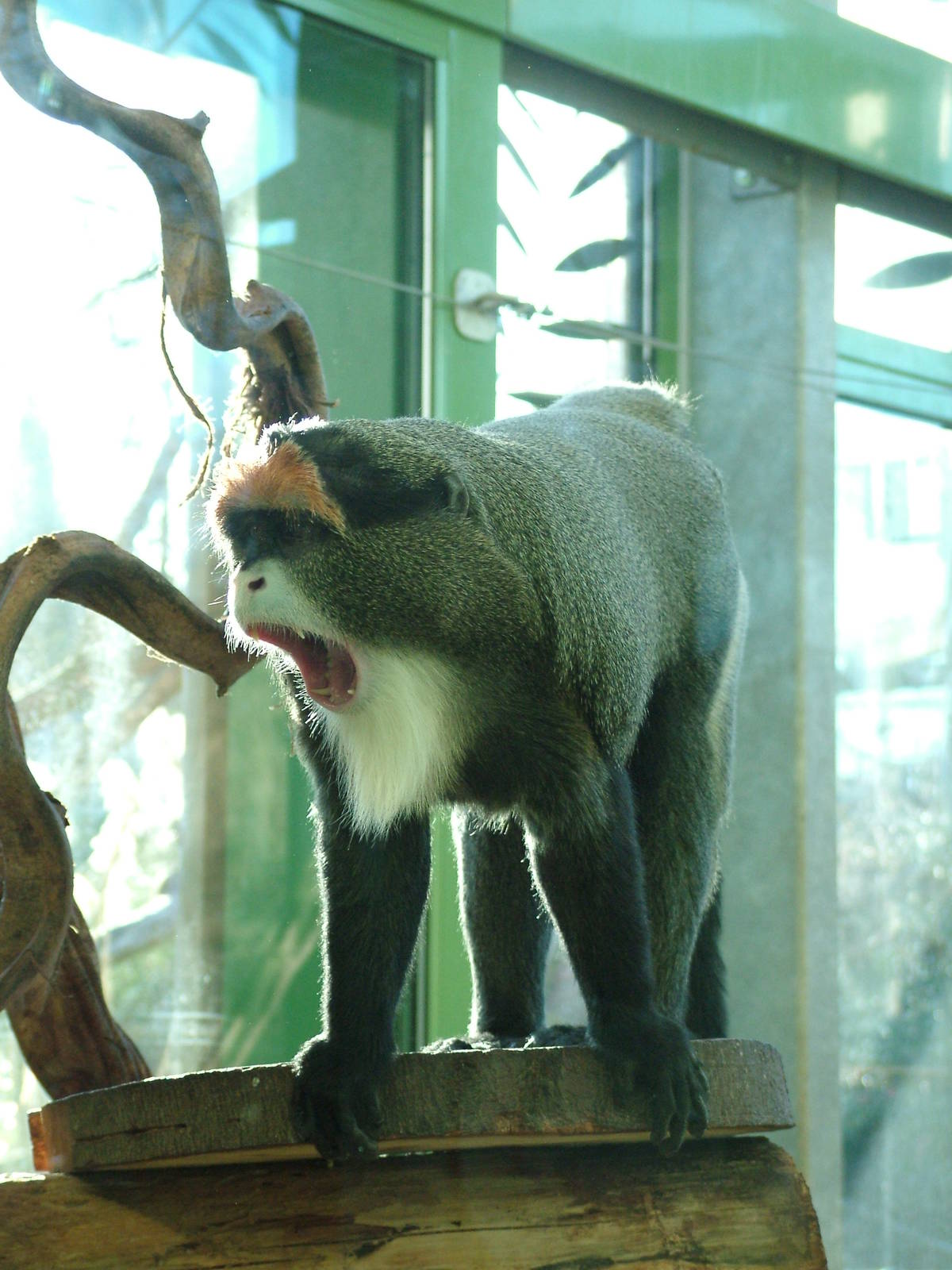 DeBrazza's Guenon at Bristol 19/12/09