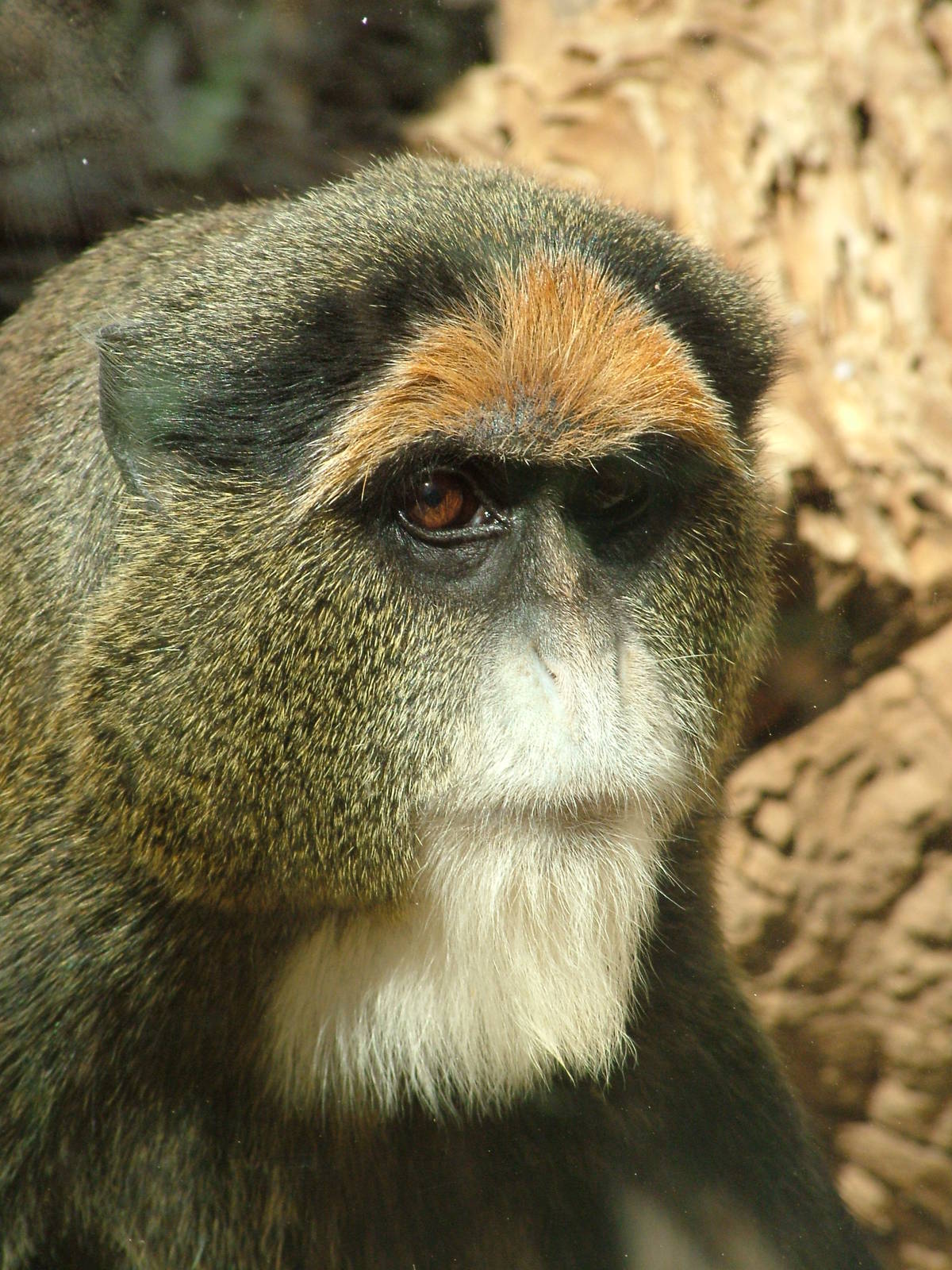 DeBrazza's Guenon at Monkey Park, 09/11/10