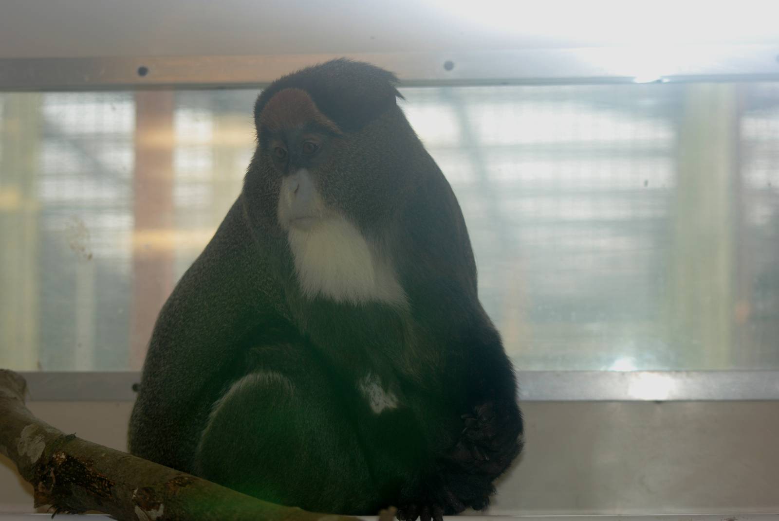 DeBrazza's Guenon at Twycross 27/02/11