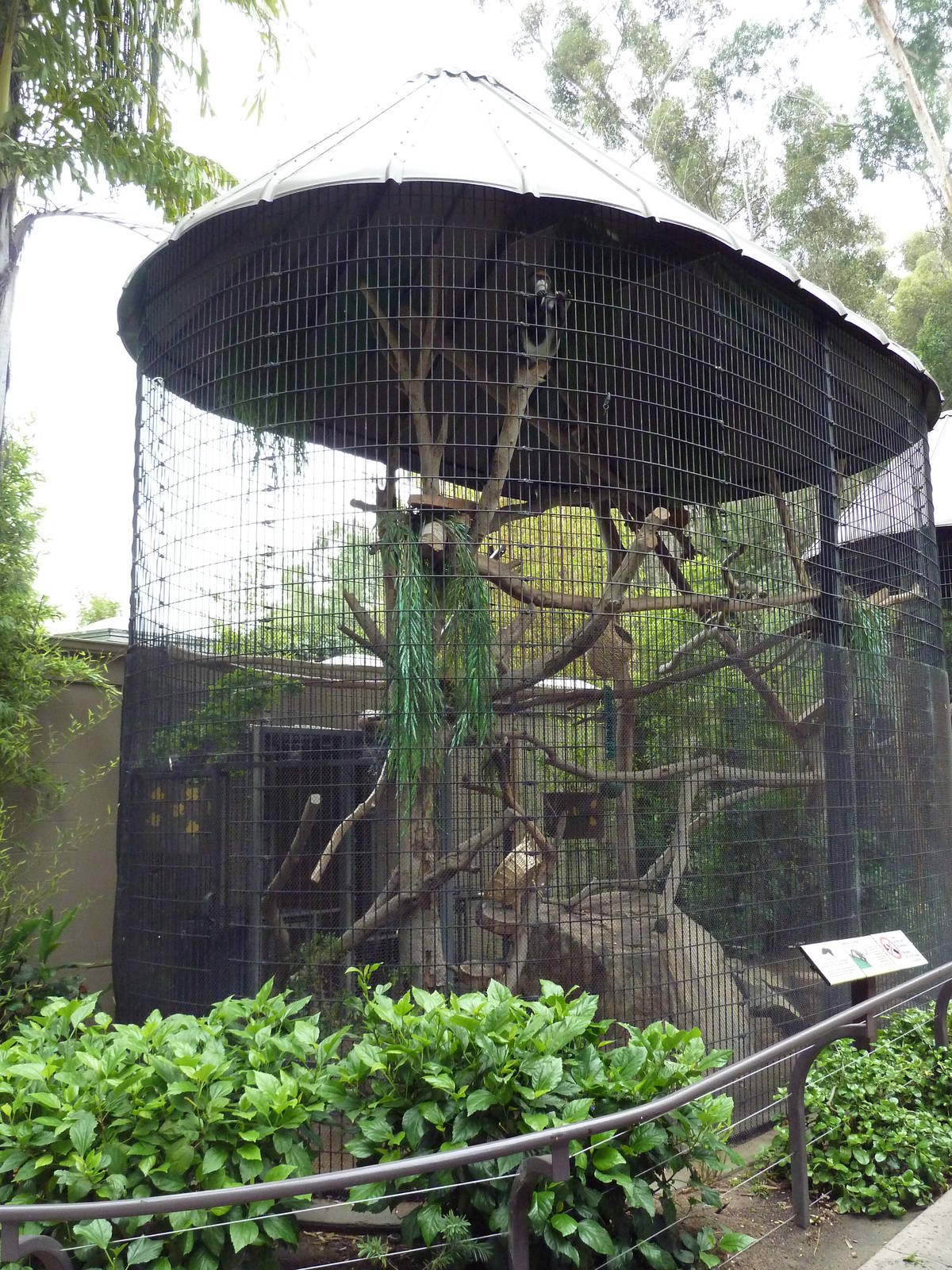 DeBrazza's Guenon Cage