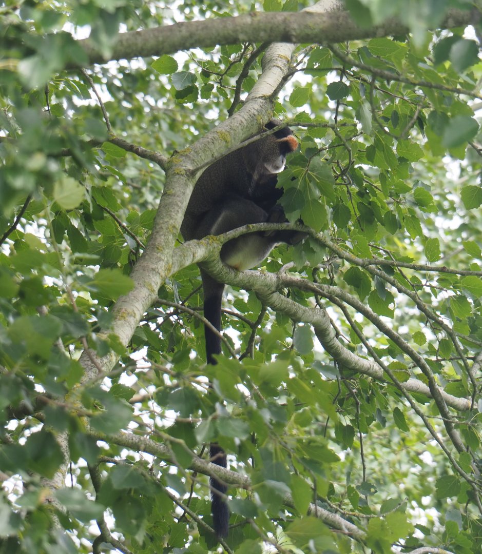 DeBrazza's guenon (Cercopithecus neglectus) in aspen tree, 2019-08-11
