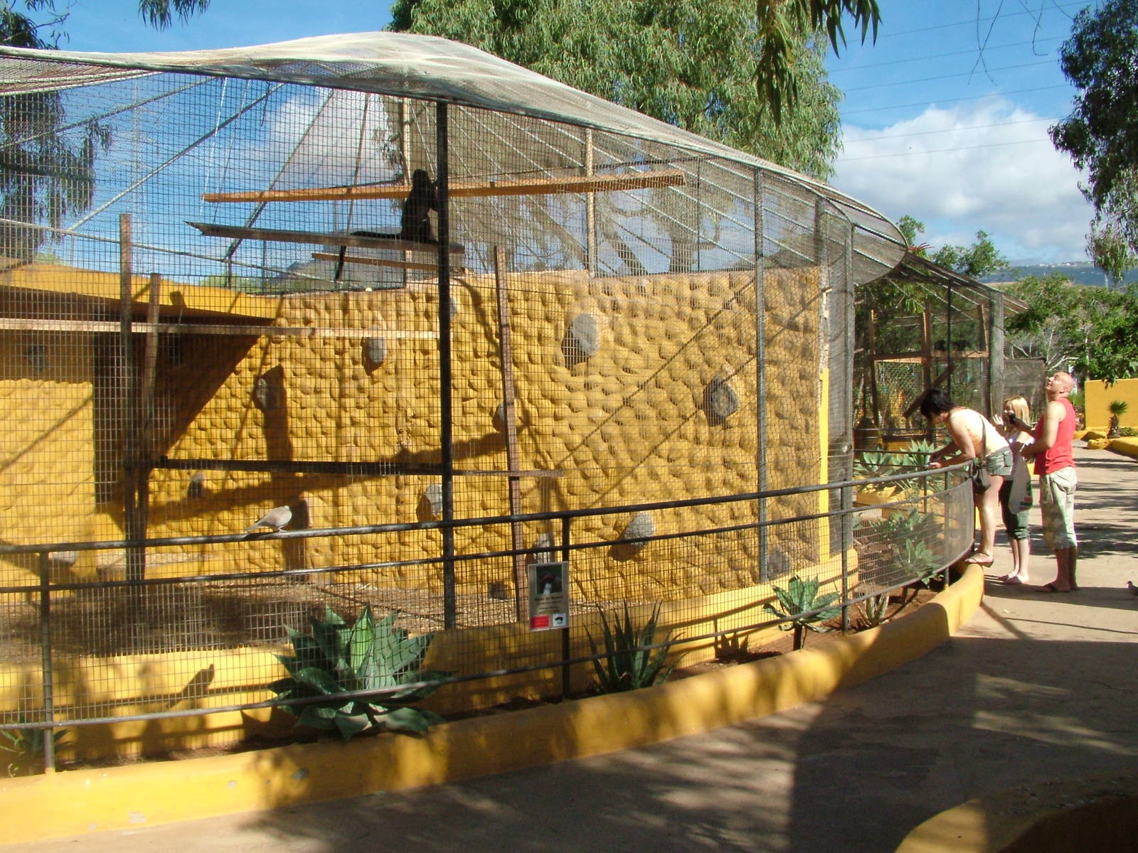 DeBrazza's Guenon Exhibit at Monkey Park, 09/11/10