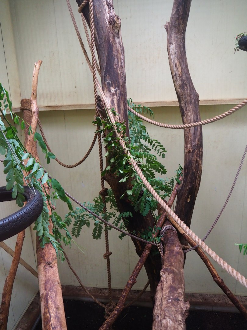 DeBrazza's guenon indoor housing, 2019-08-11