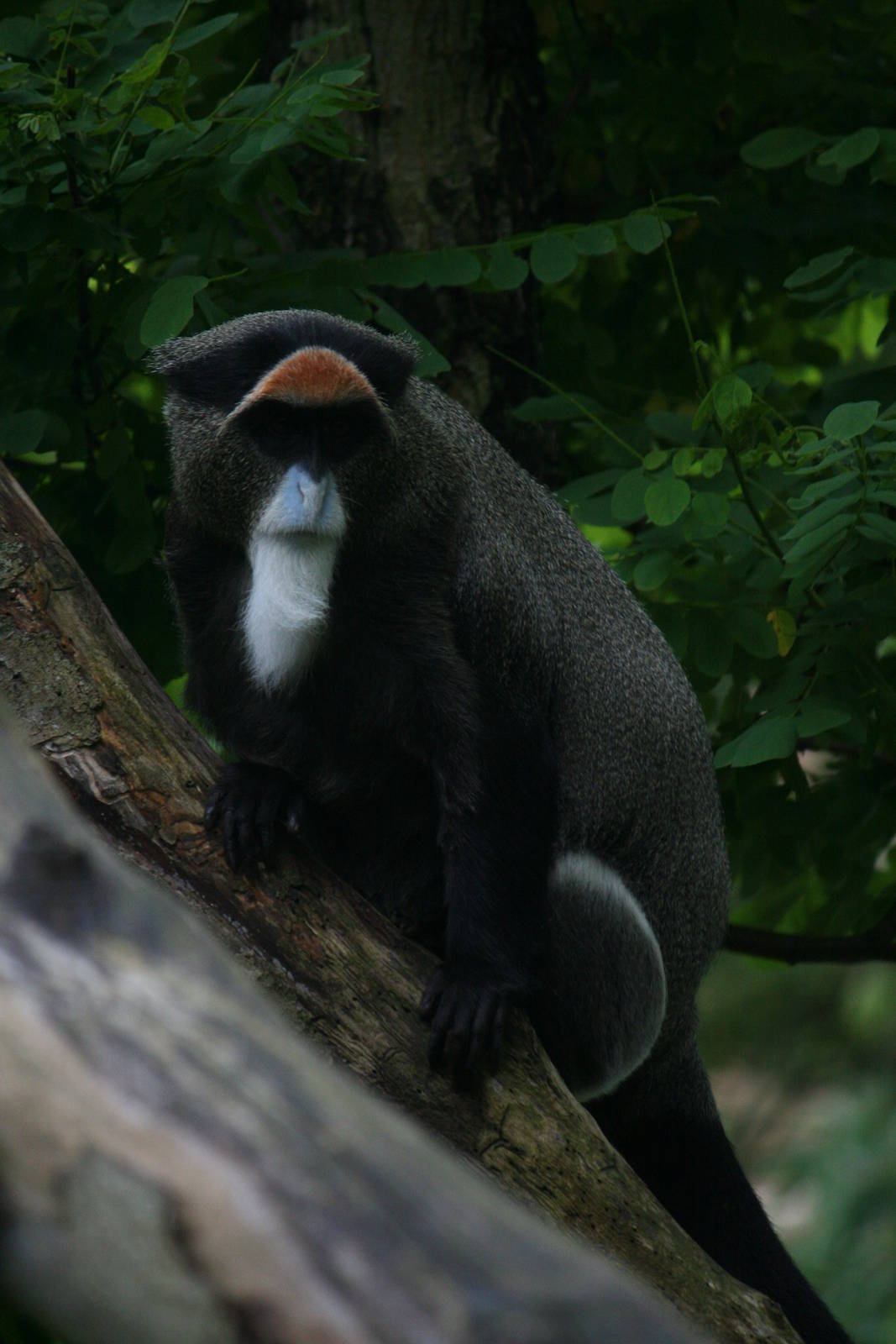 DeBrazza's guenon