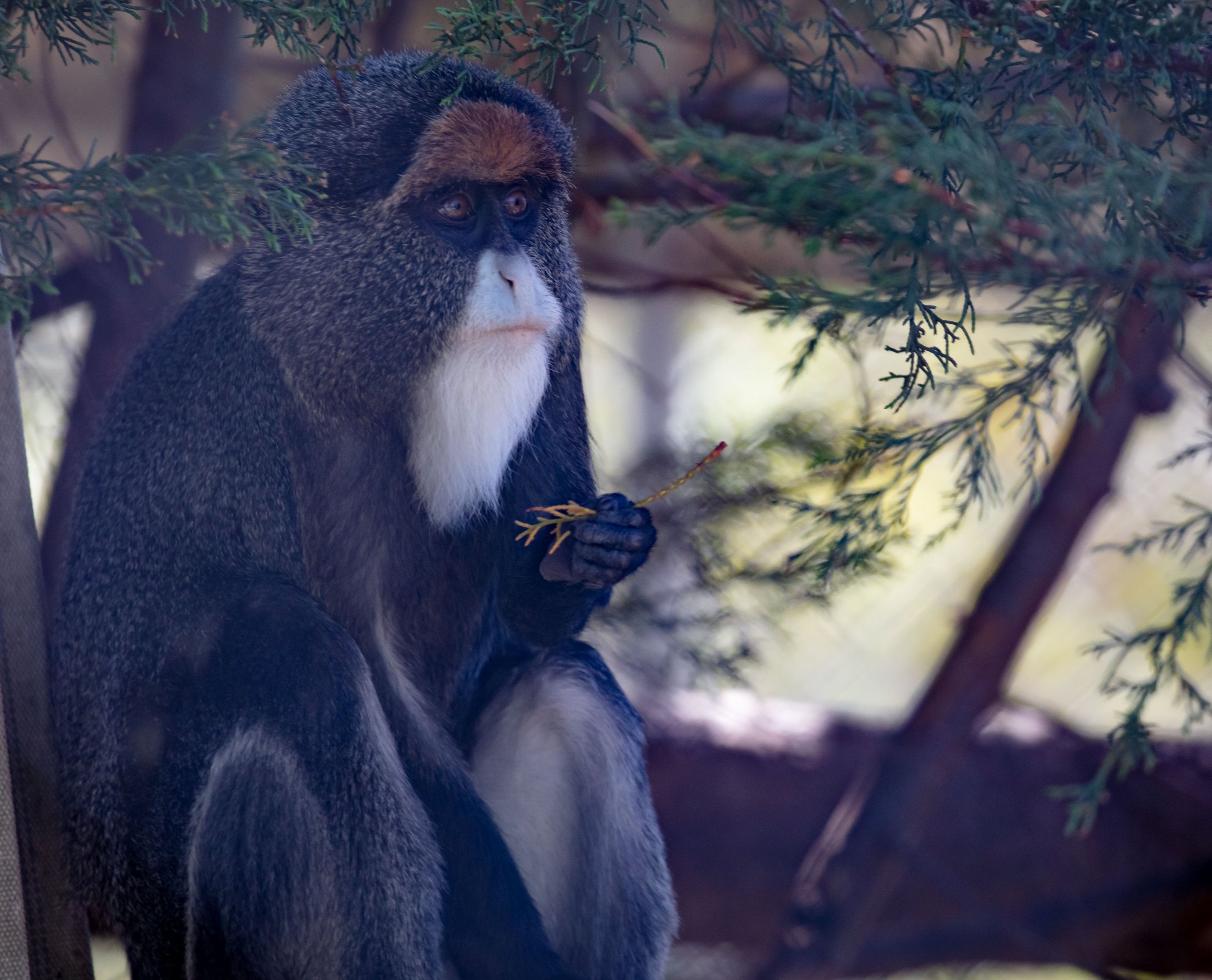 DeBrazza's Guenon