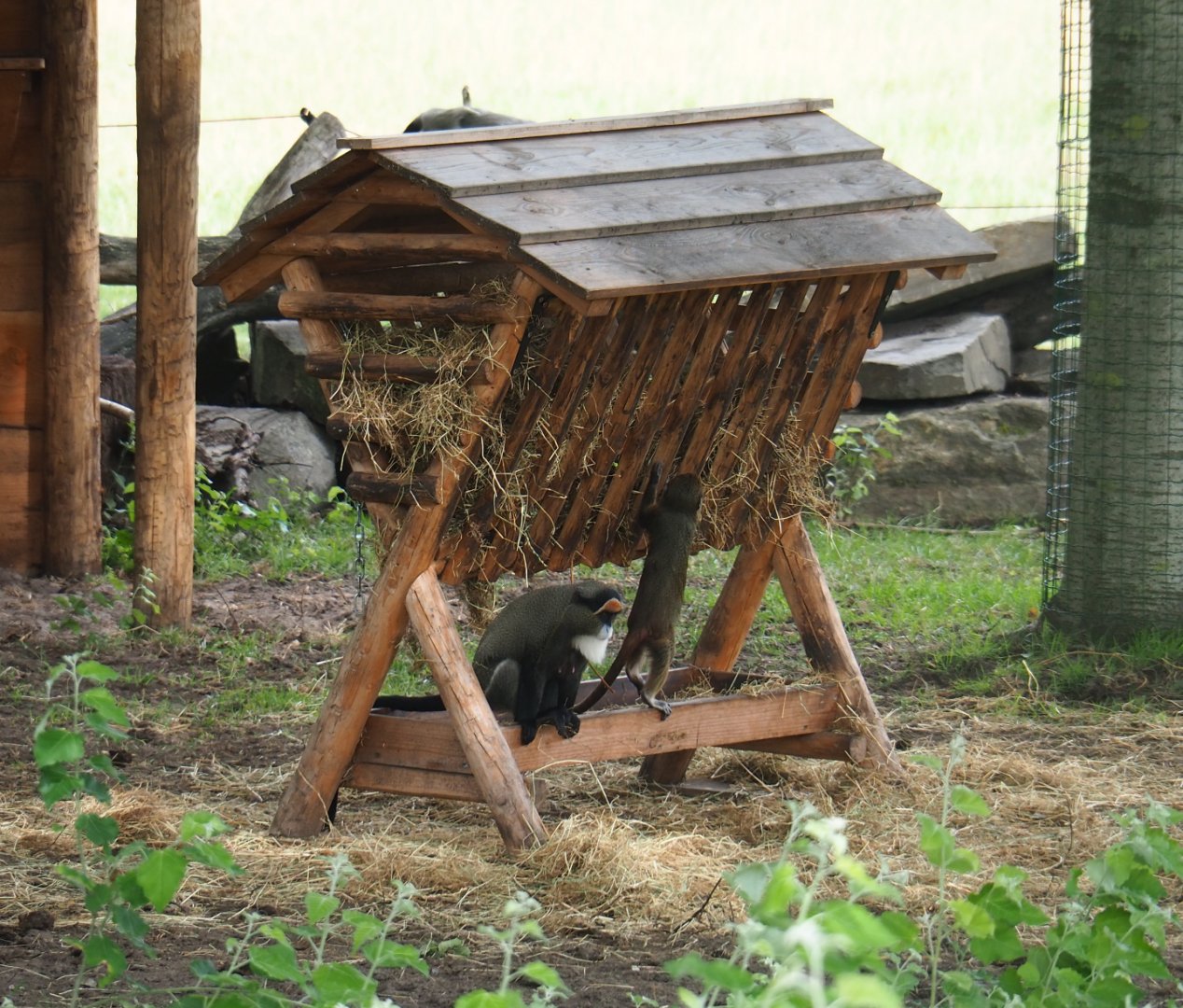 DeBrazza's guenons (Cercopithecus neglectus) on dwarf zebu hay rack, 2019-08-11