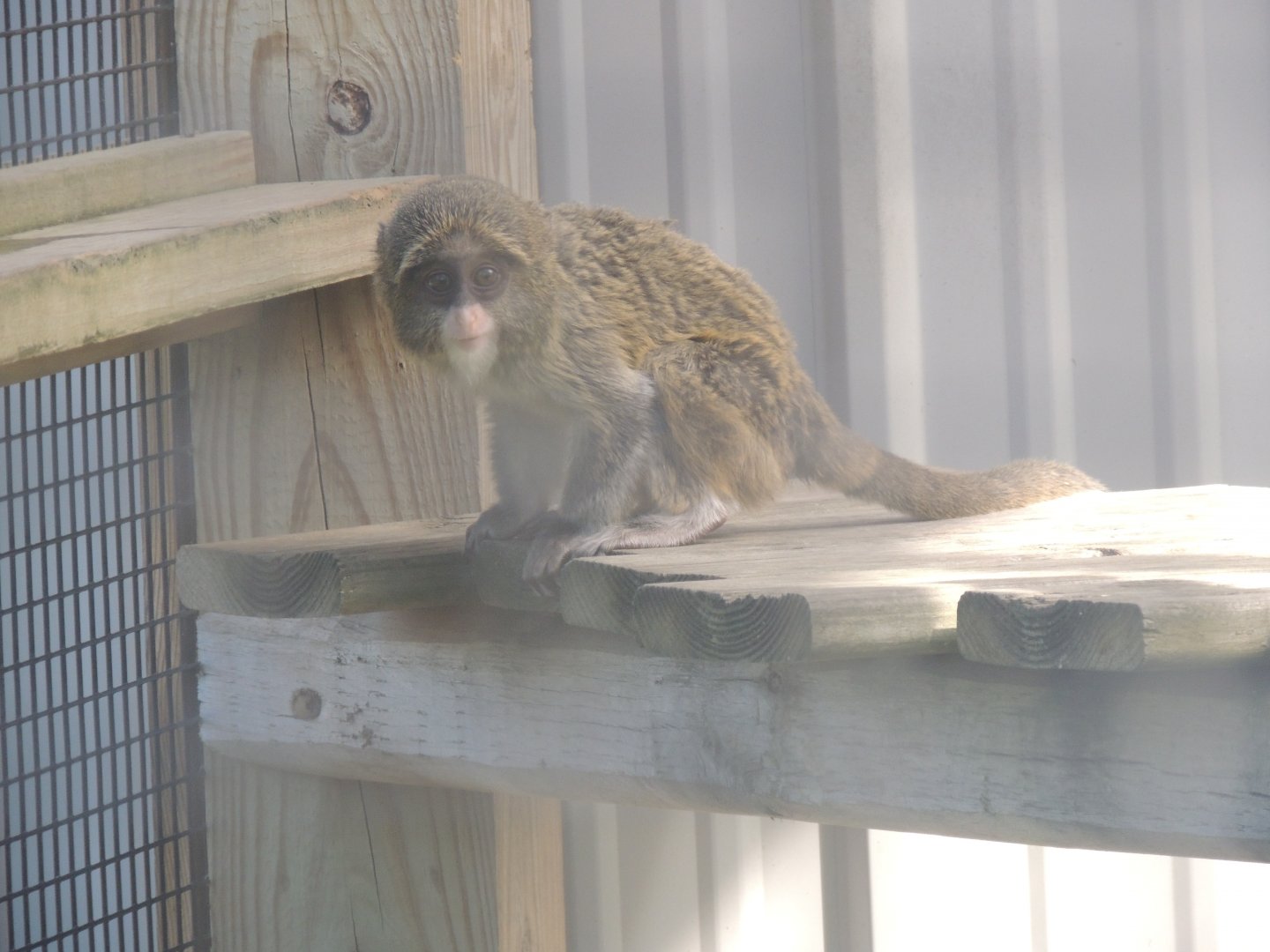 debrazzas monkey baby