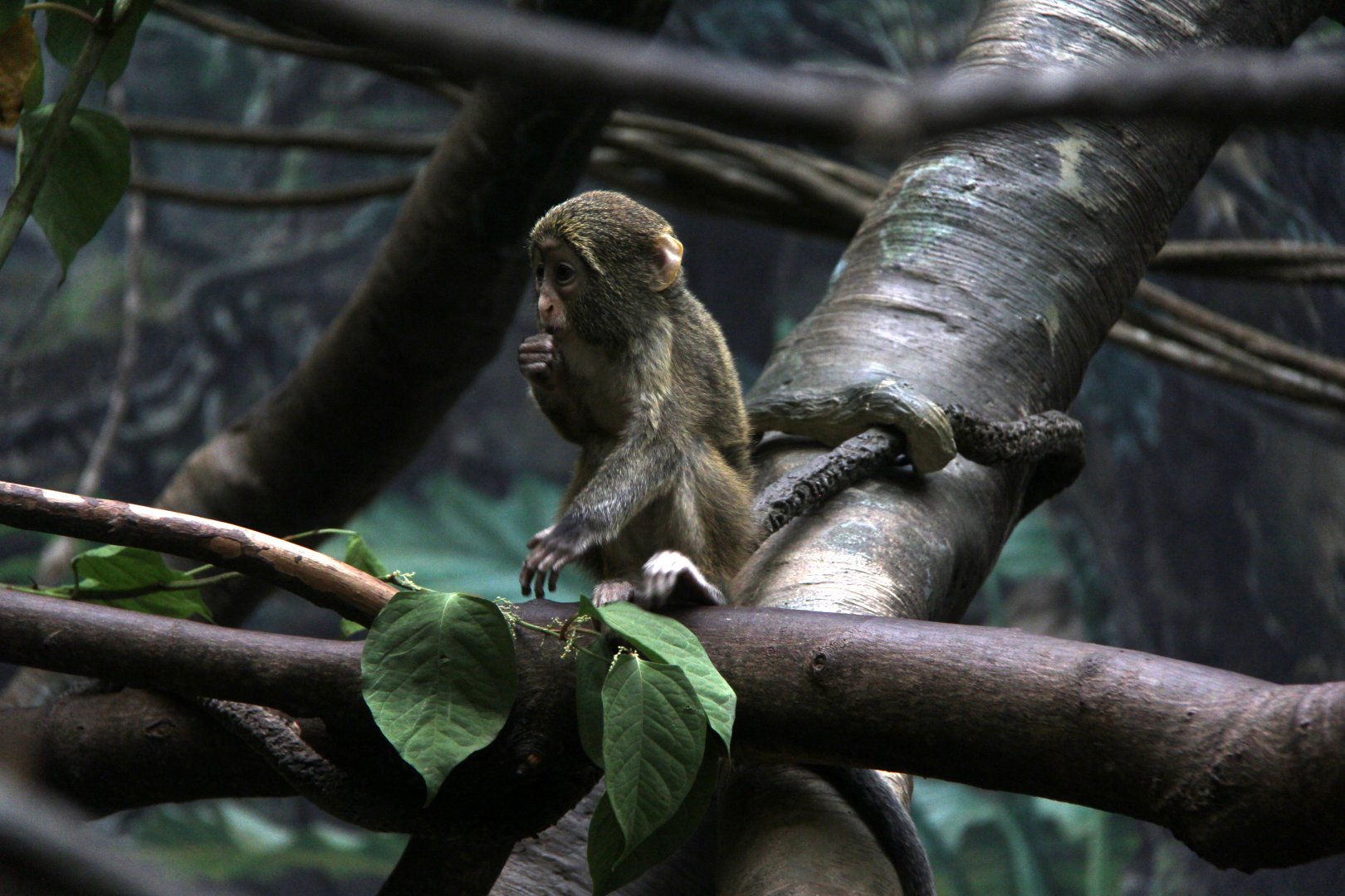 DeBrazza's monkey (Cercopithecus neglectus) young