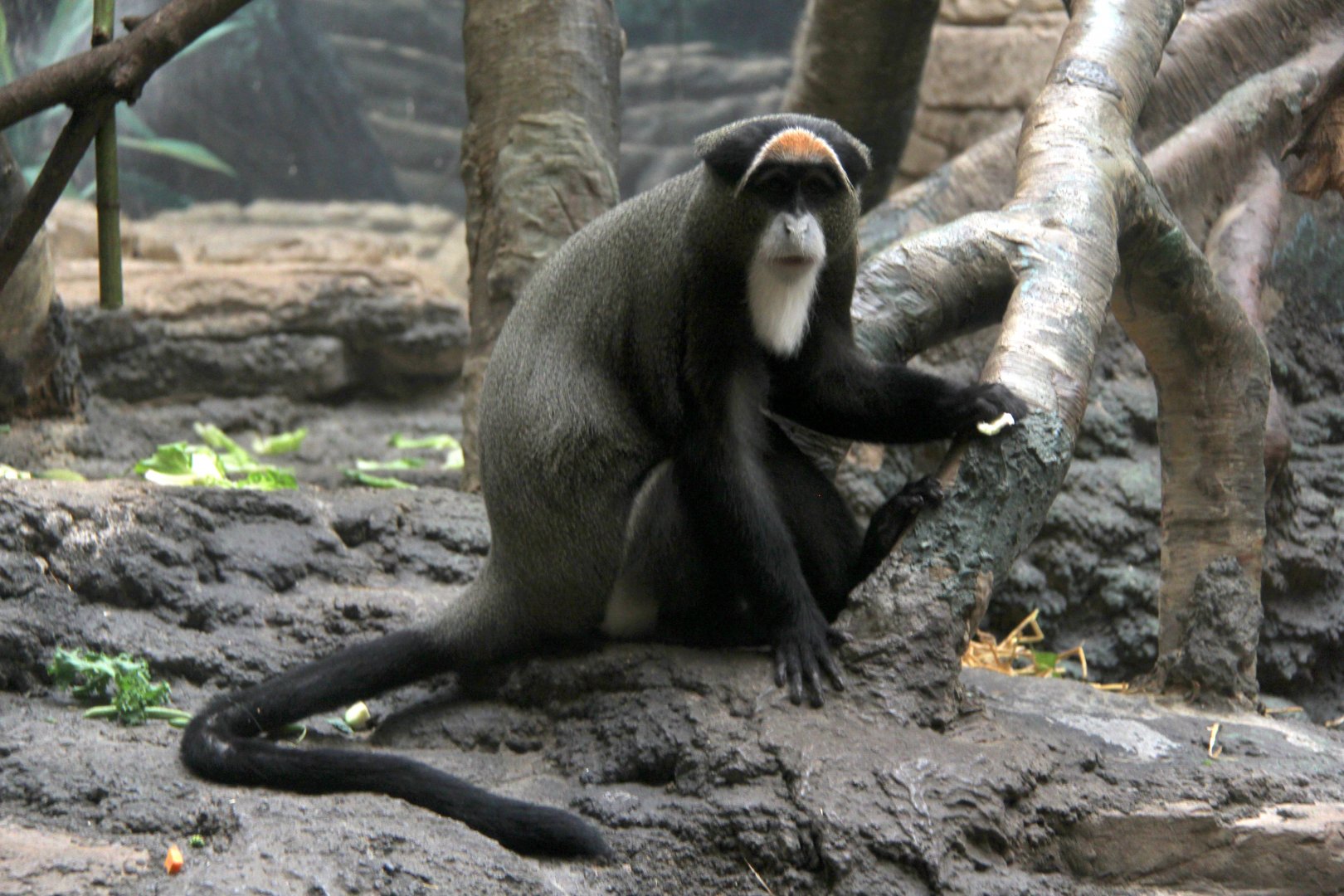 DeBrazza's monkey (Cercopithecus neglectus)