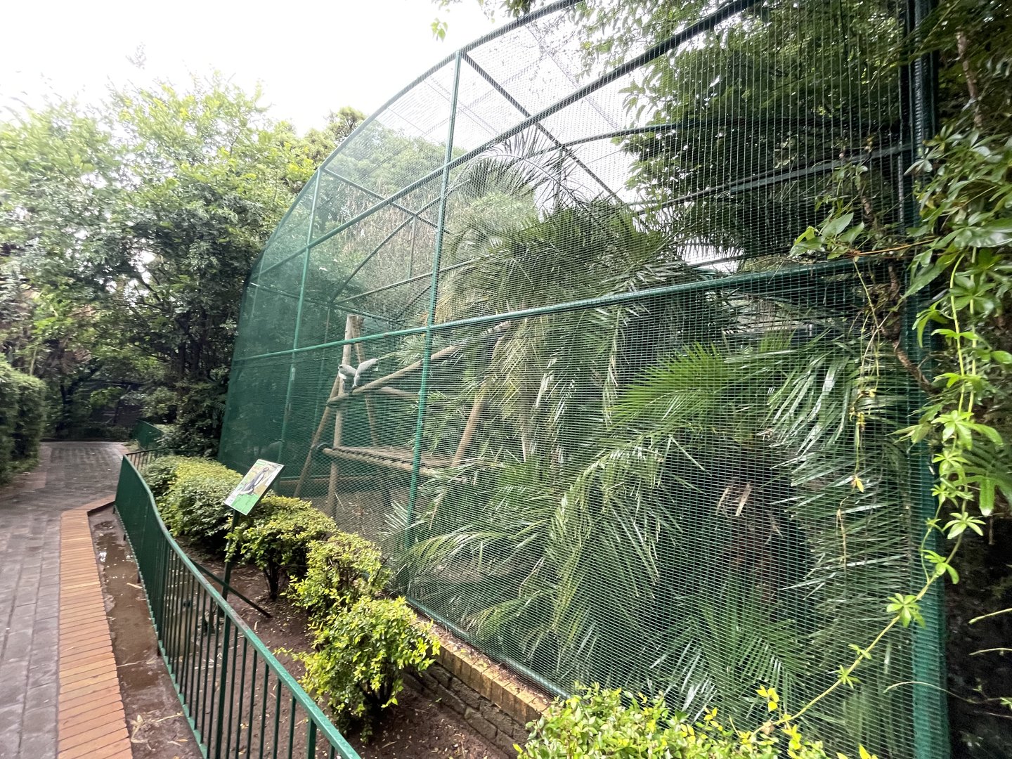 DeBrazza's Monkey Enclosure (Cercopithecus neglectus)