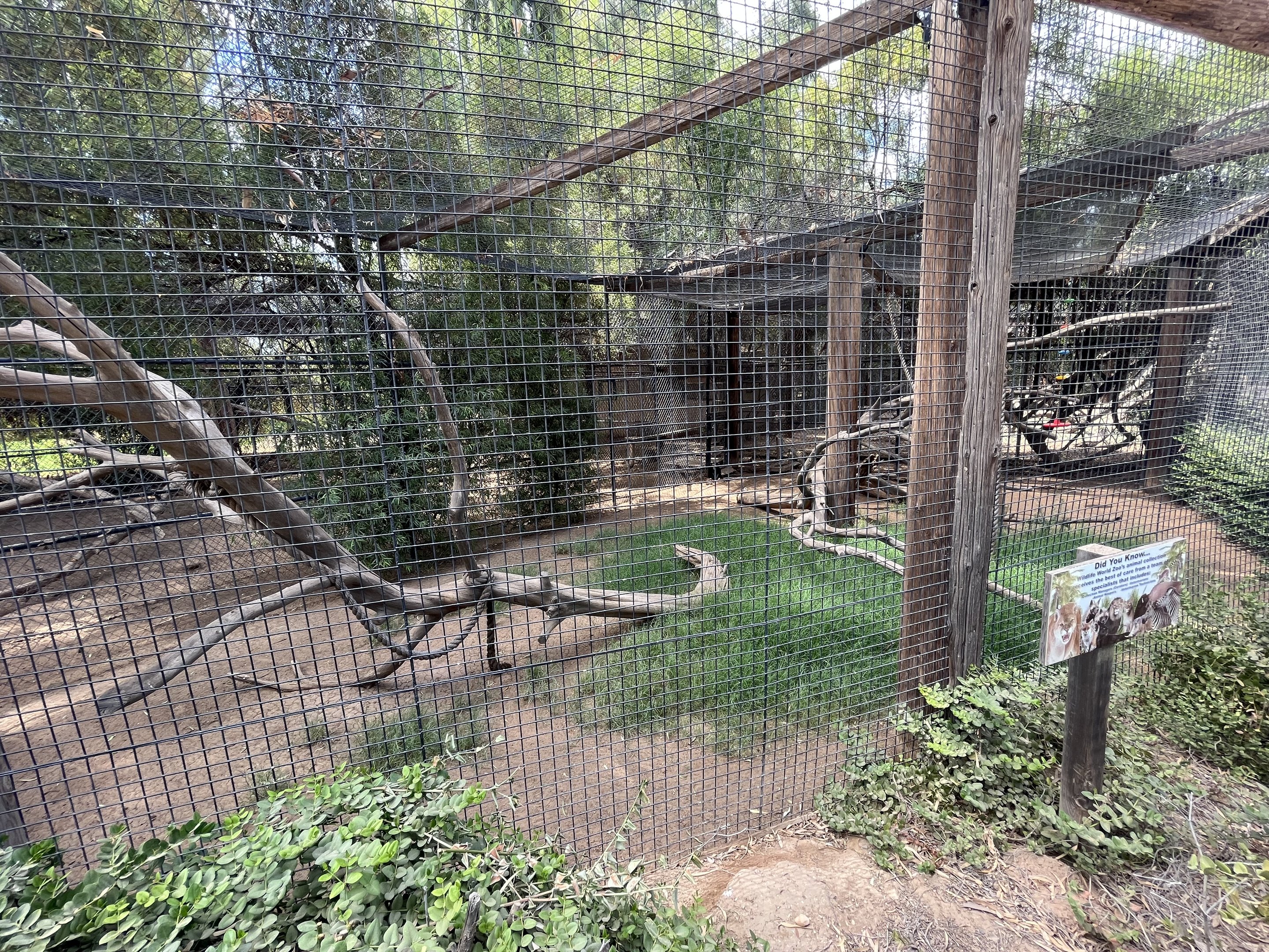 DeBrazza’s Monkey Exhibit #2