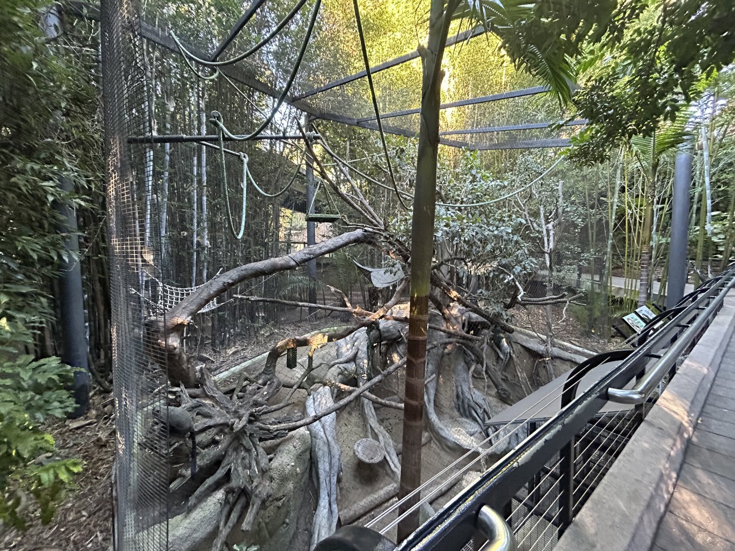 Debrazza’s Monkey Exhibit  - Monkey Trails & Forest Tales