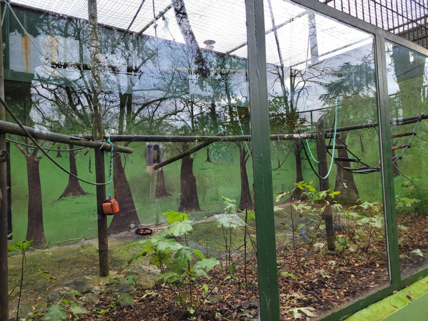 DeBrazza's monkey exhibit -Zoo de Santillana del Mar (2023)