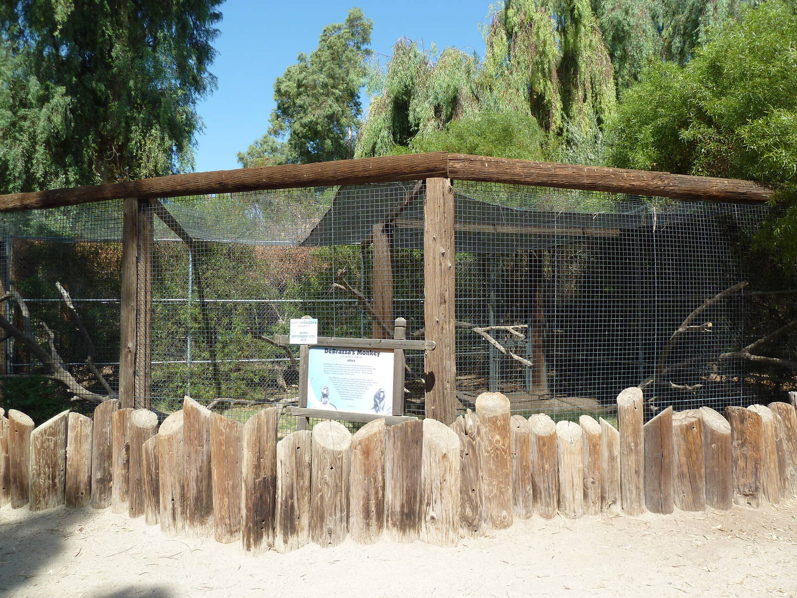 DeBrazza's Monkey Exhibit