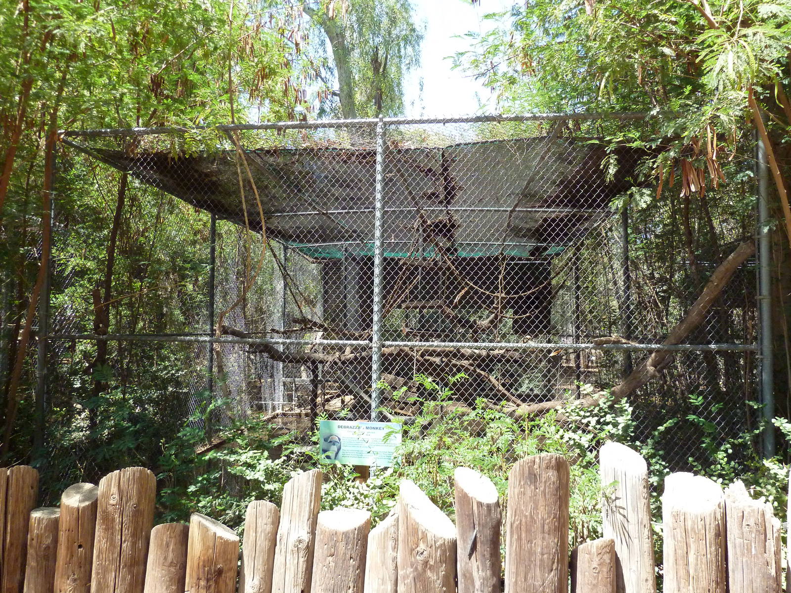 DeBrazza's Monkey Exhibit