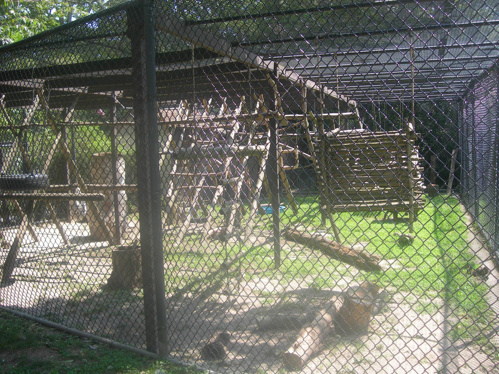 DeBrazza's Monkey Exhibit