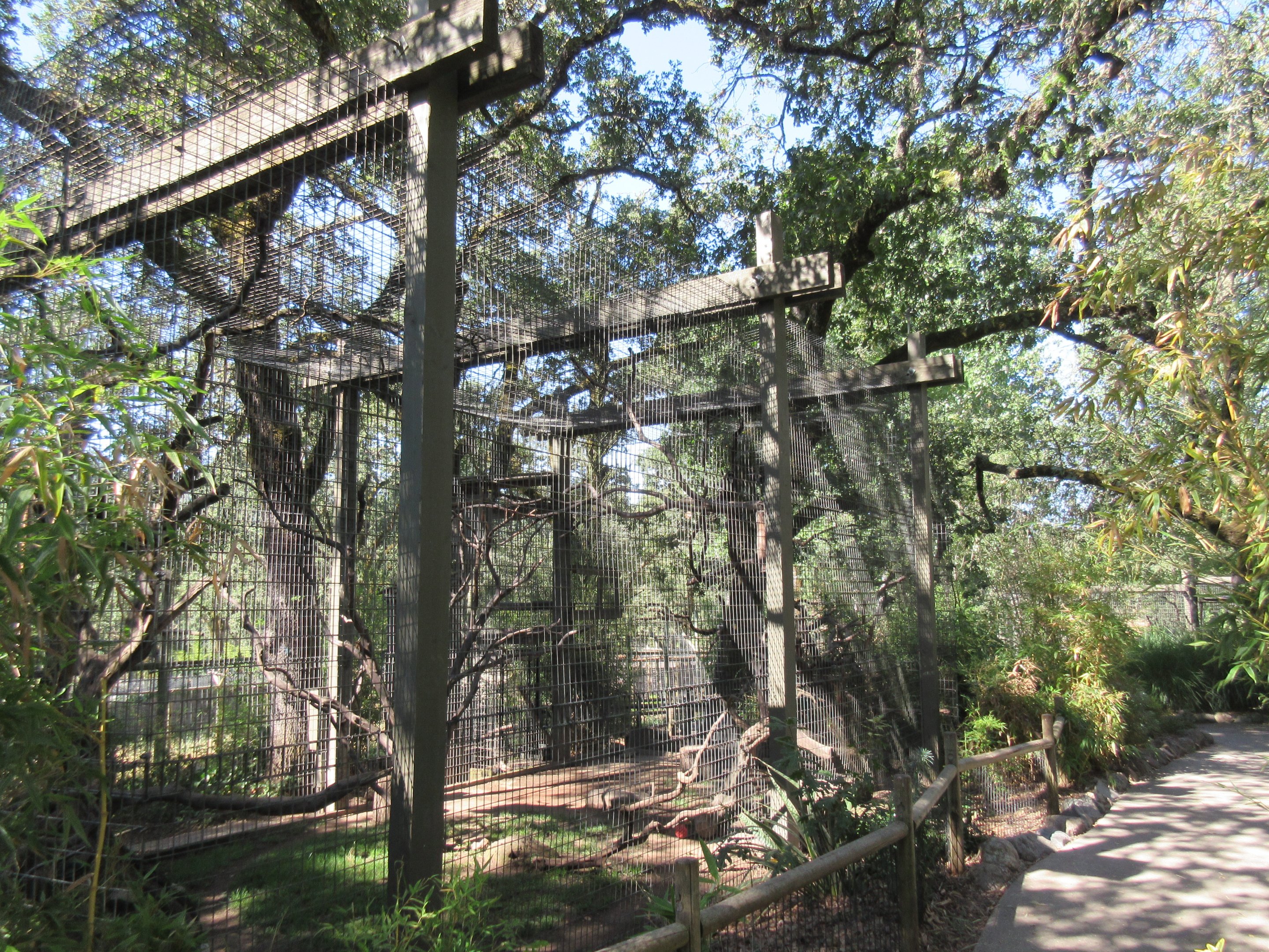 DeBrazza's Monkey Exhibit
