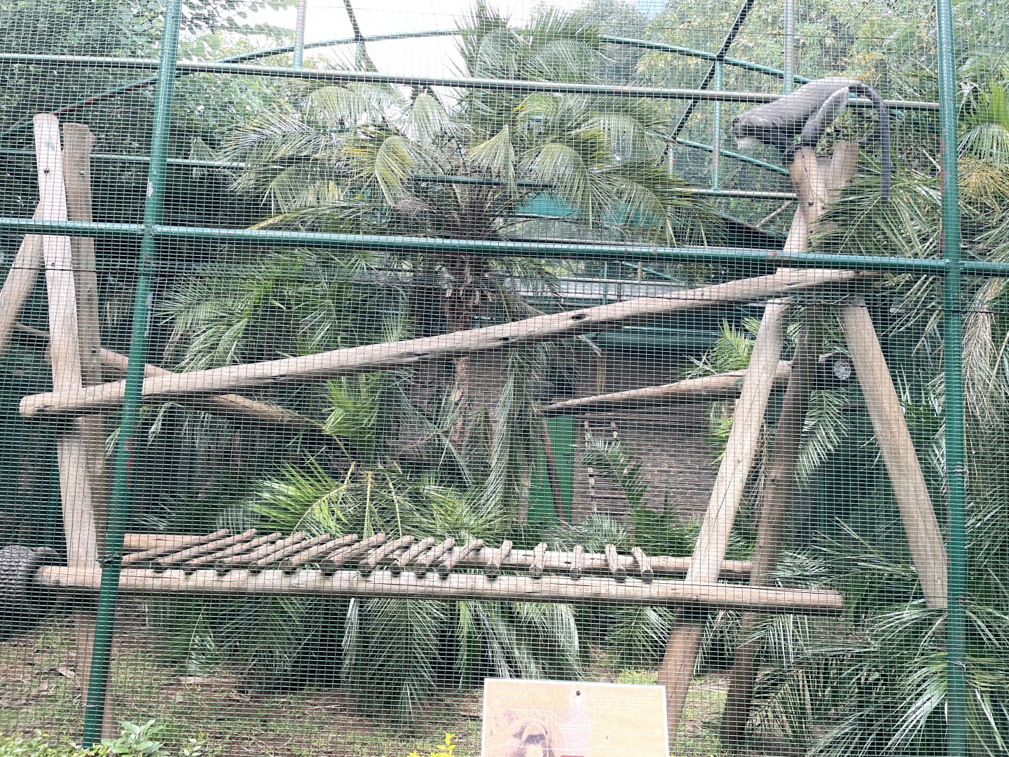DeBrazza's Monkey Exhibit