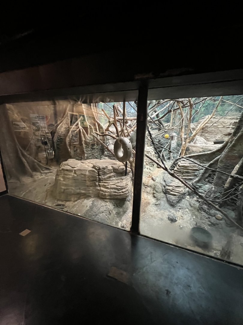 DeBrazza’s Monkey Exhibit