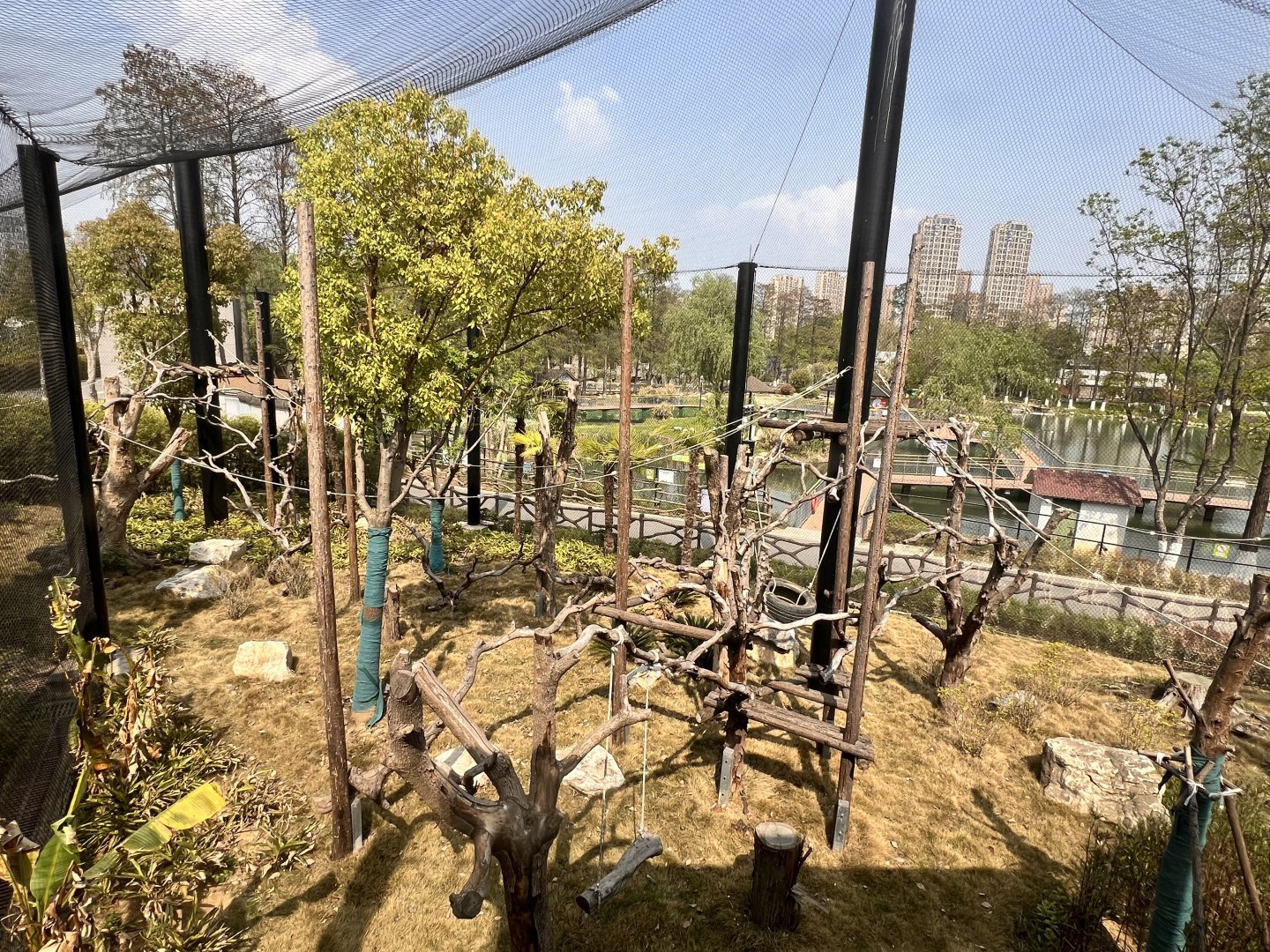 DeBrazza's Monkey Exhibit