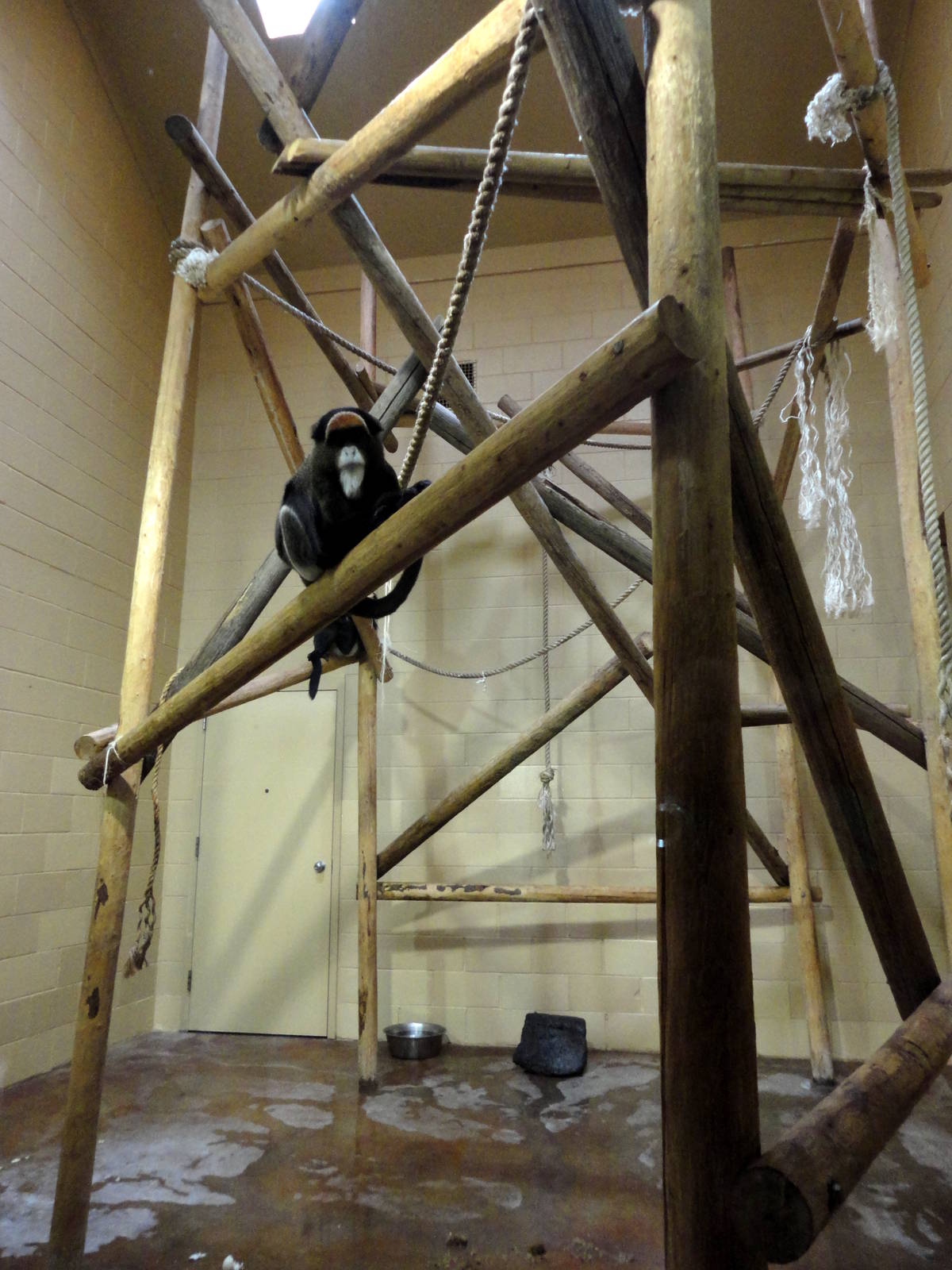 DeBrazza's Monkey Indoor Exhibit