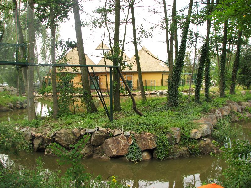 DeBrazza's monkey island inside the pygmy hippo pool