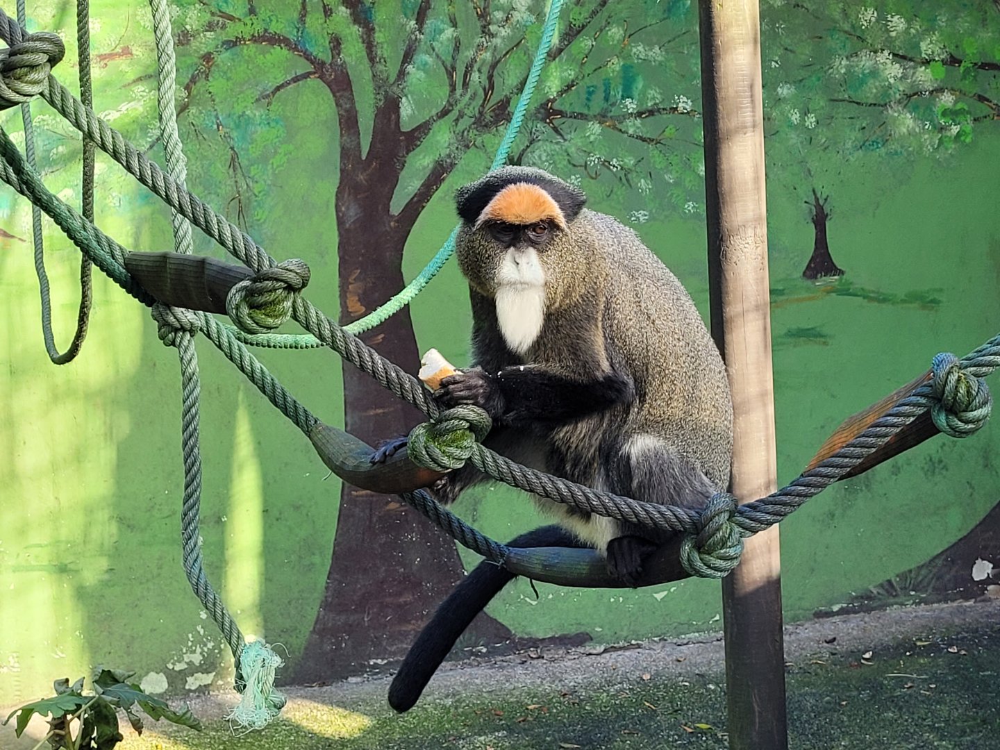 DeBrazza's monkey -Zoo de Santillana del Mar (2023)