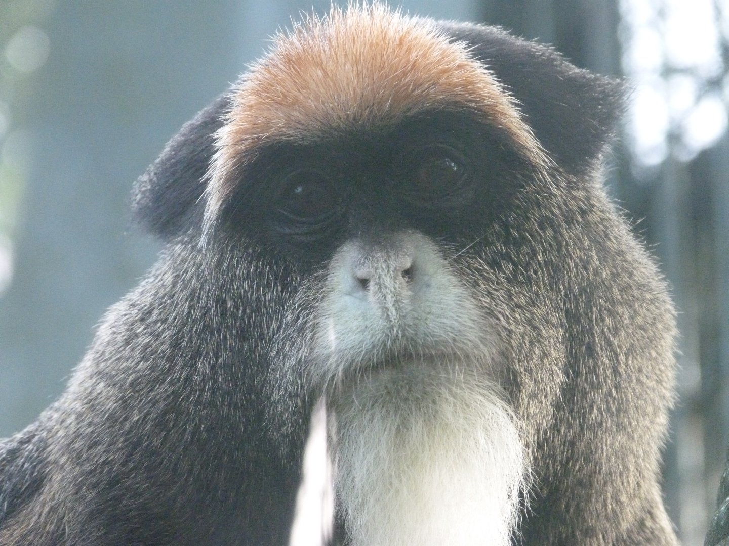 DeBrazza’s monkey -Zoo de Santillana del Mar (2024)