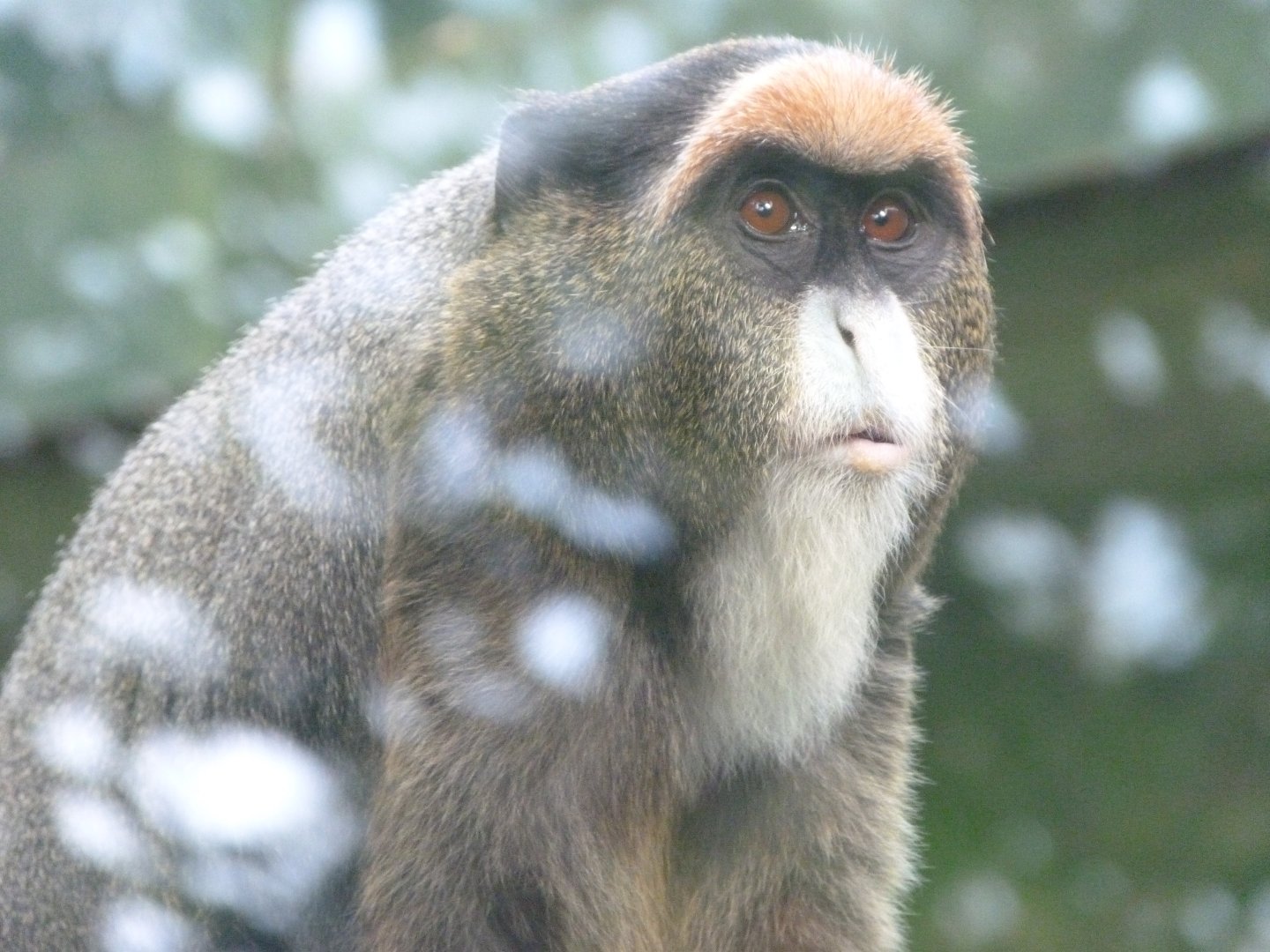 DeBrazza’s monkey -Zoo de Santillana del Mar (2024)