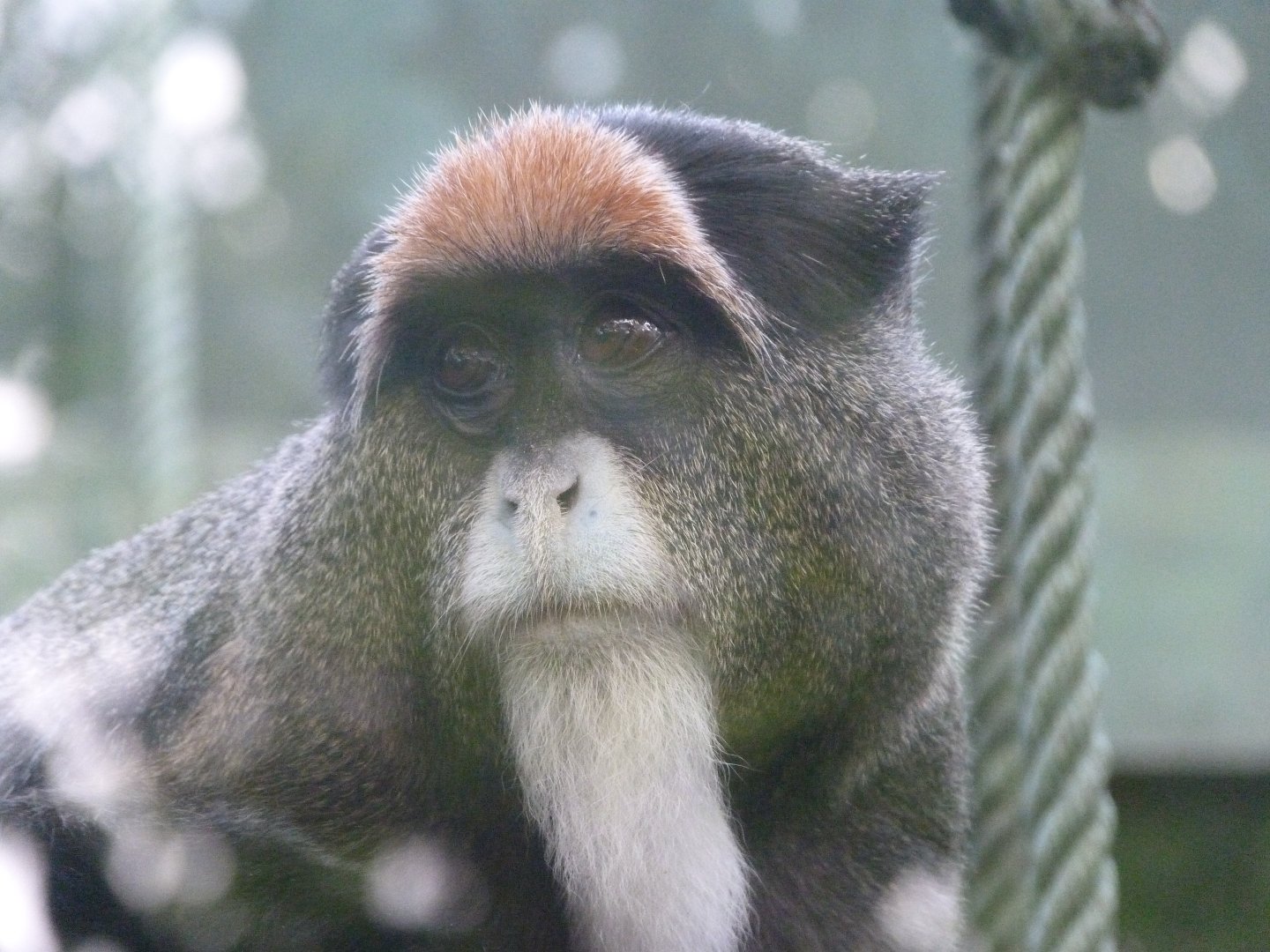 DeBrazza’s monkey -Zoo de Santillana del Mar (2024)