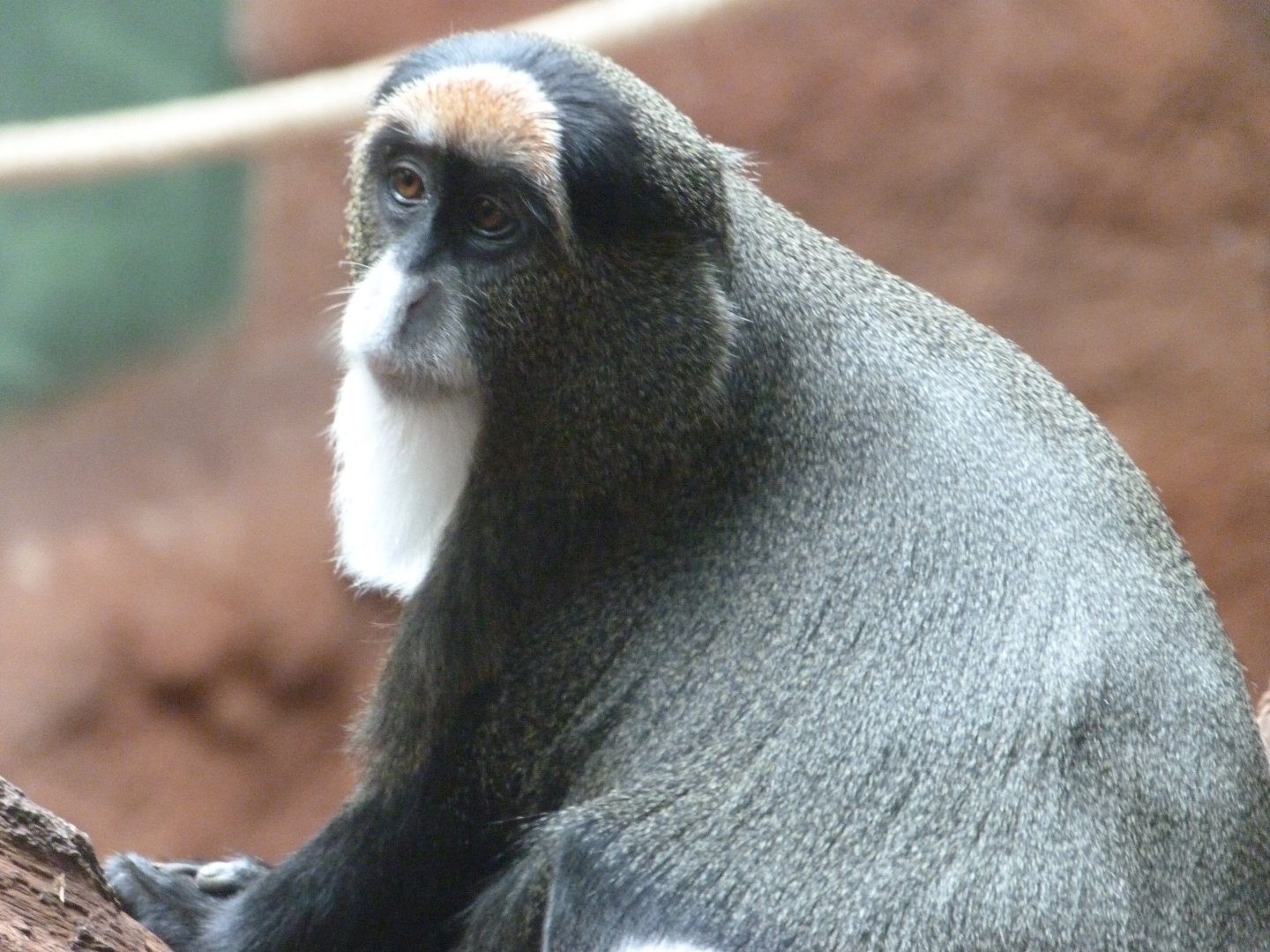 DeBrazza's monkey -Zoo Praha (2025)