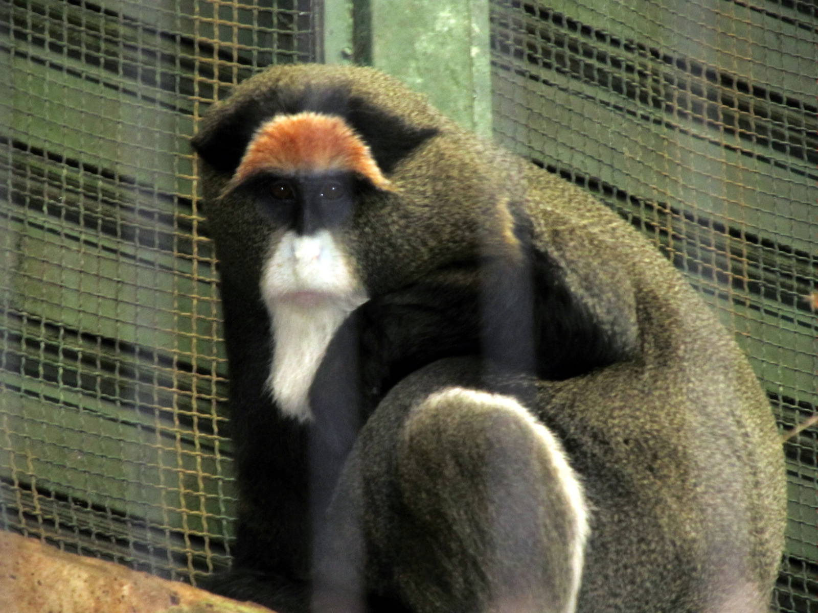DeBrazza's Monkey