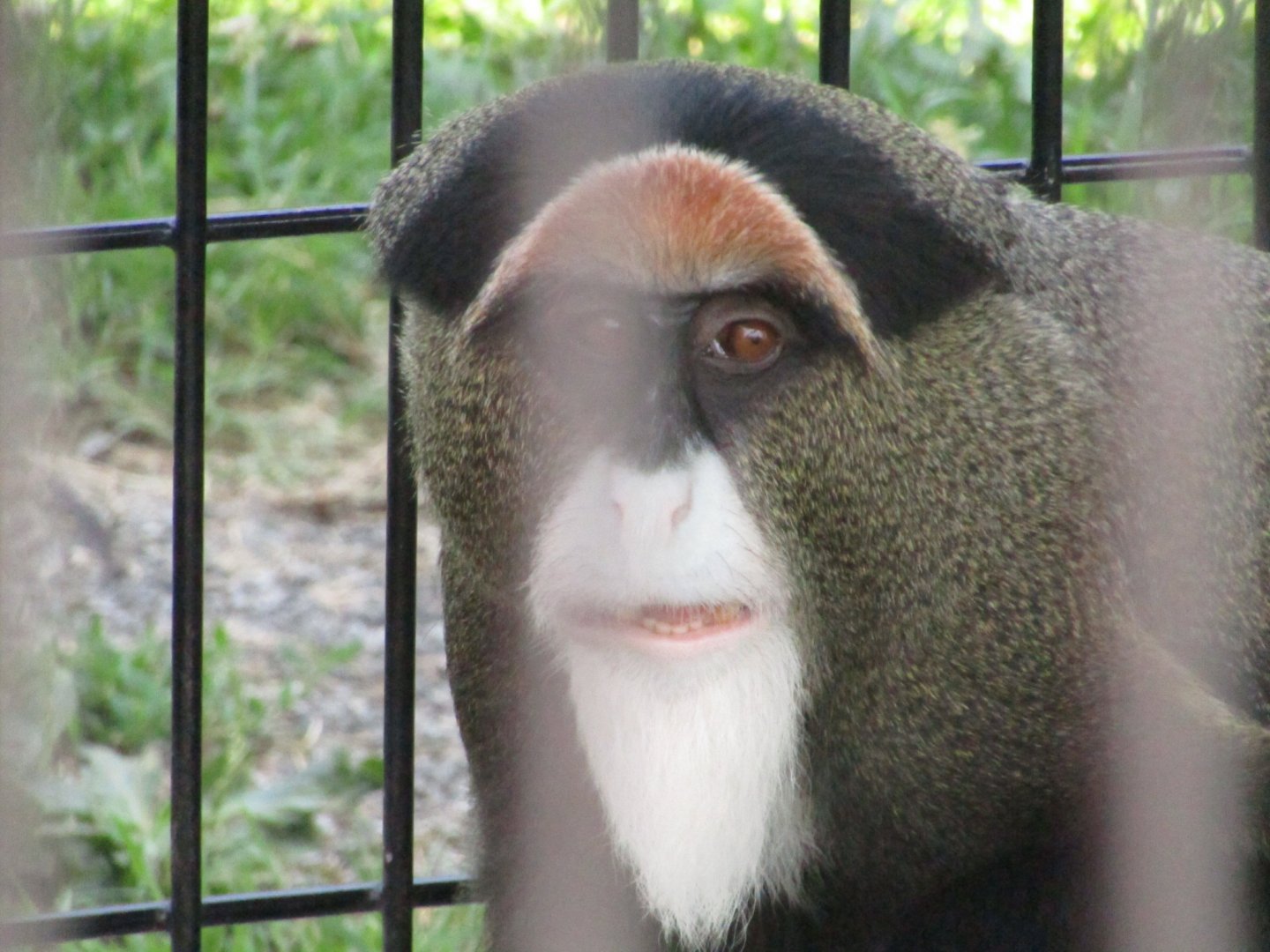 DeBrazza's Monkey
