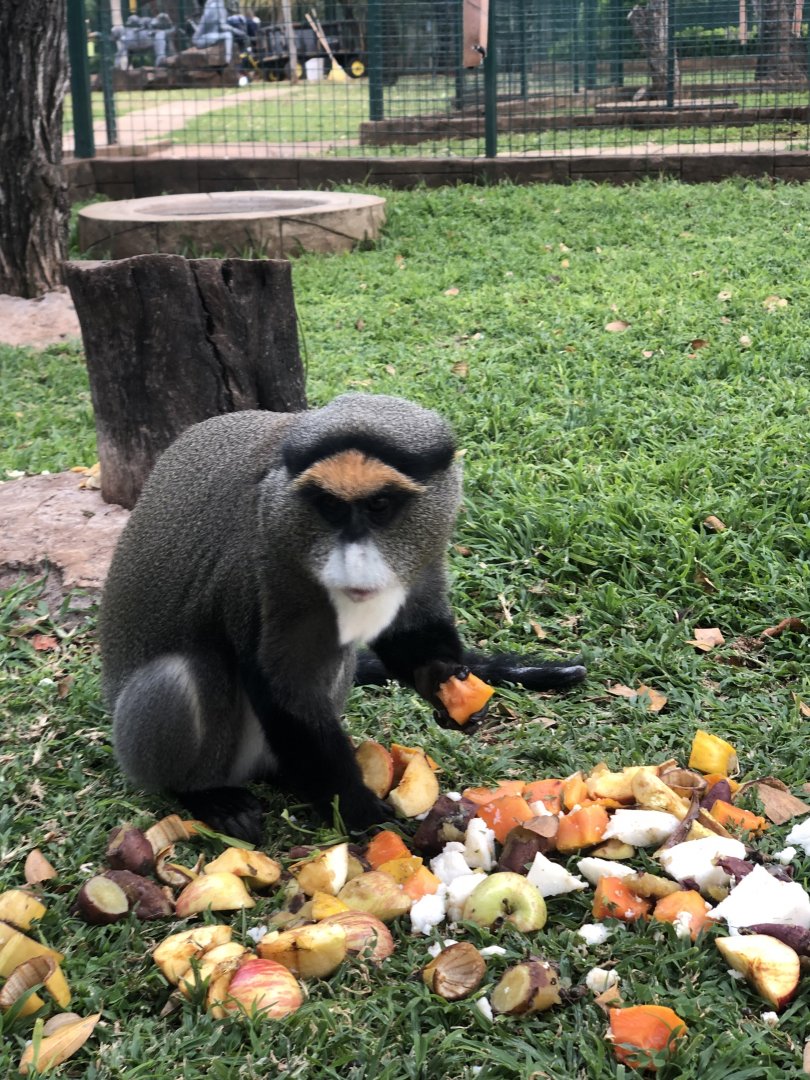 DeBrazza's Monkey
