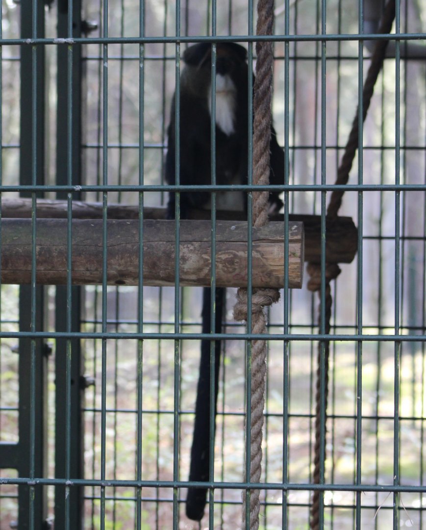 DeBrazza's monkey