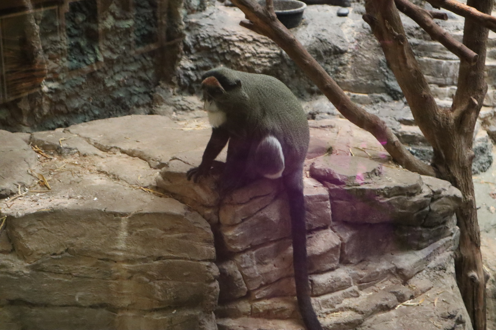 DeBrazza’s Monkey