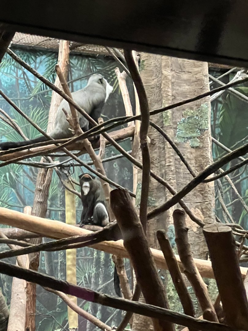 DeBrazza’s Monkey