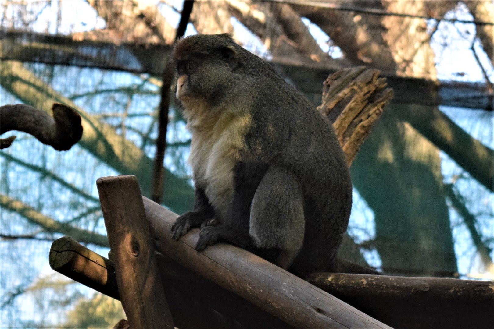 Debrazza's x Red-tailed Guenon Hybrid (Cercopithecus neglectus x ascanius)