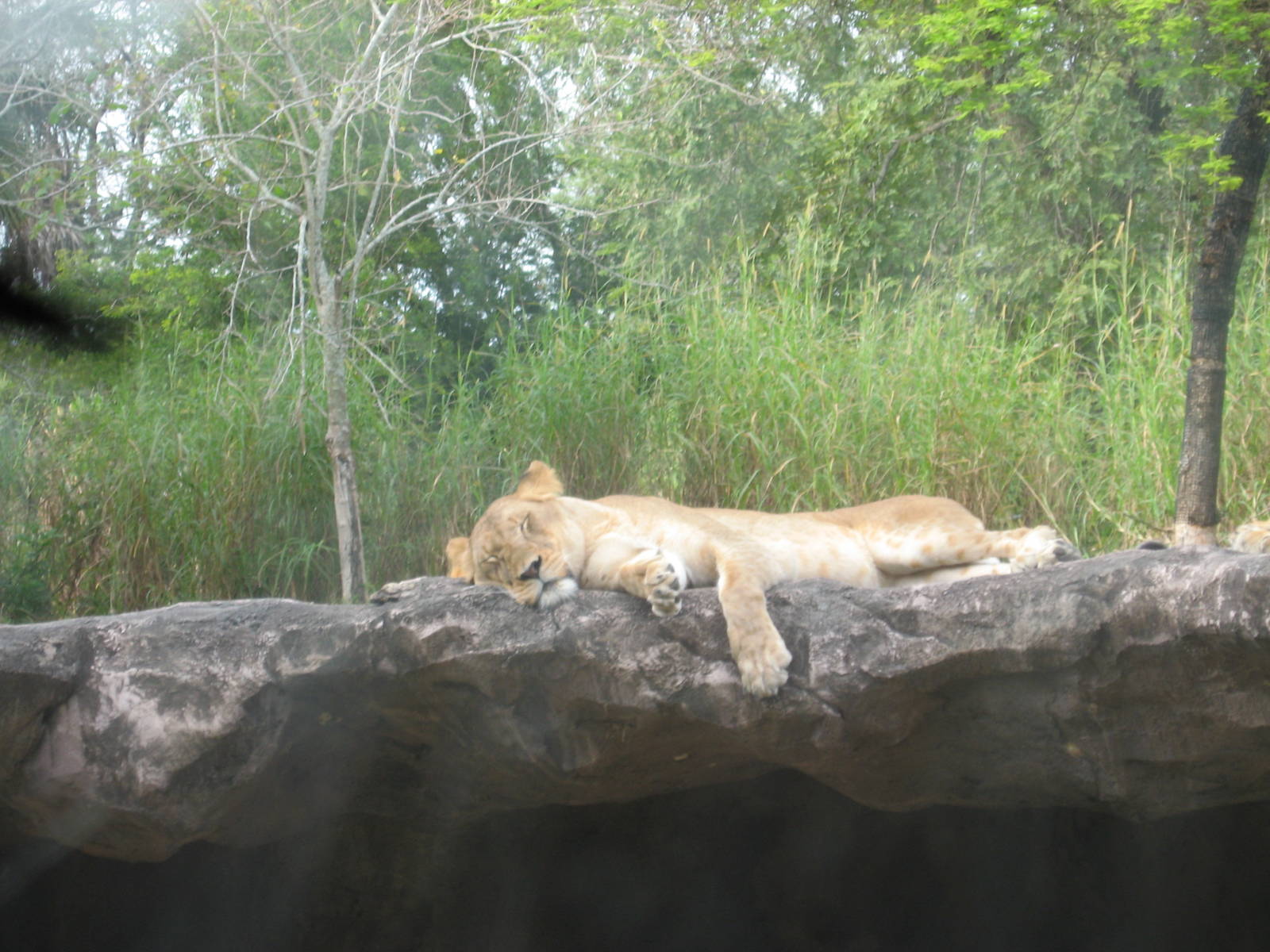 Dec. 2009-African Lioness