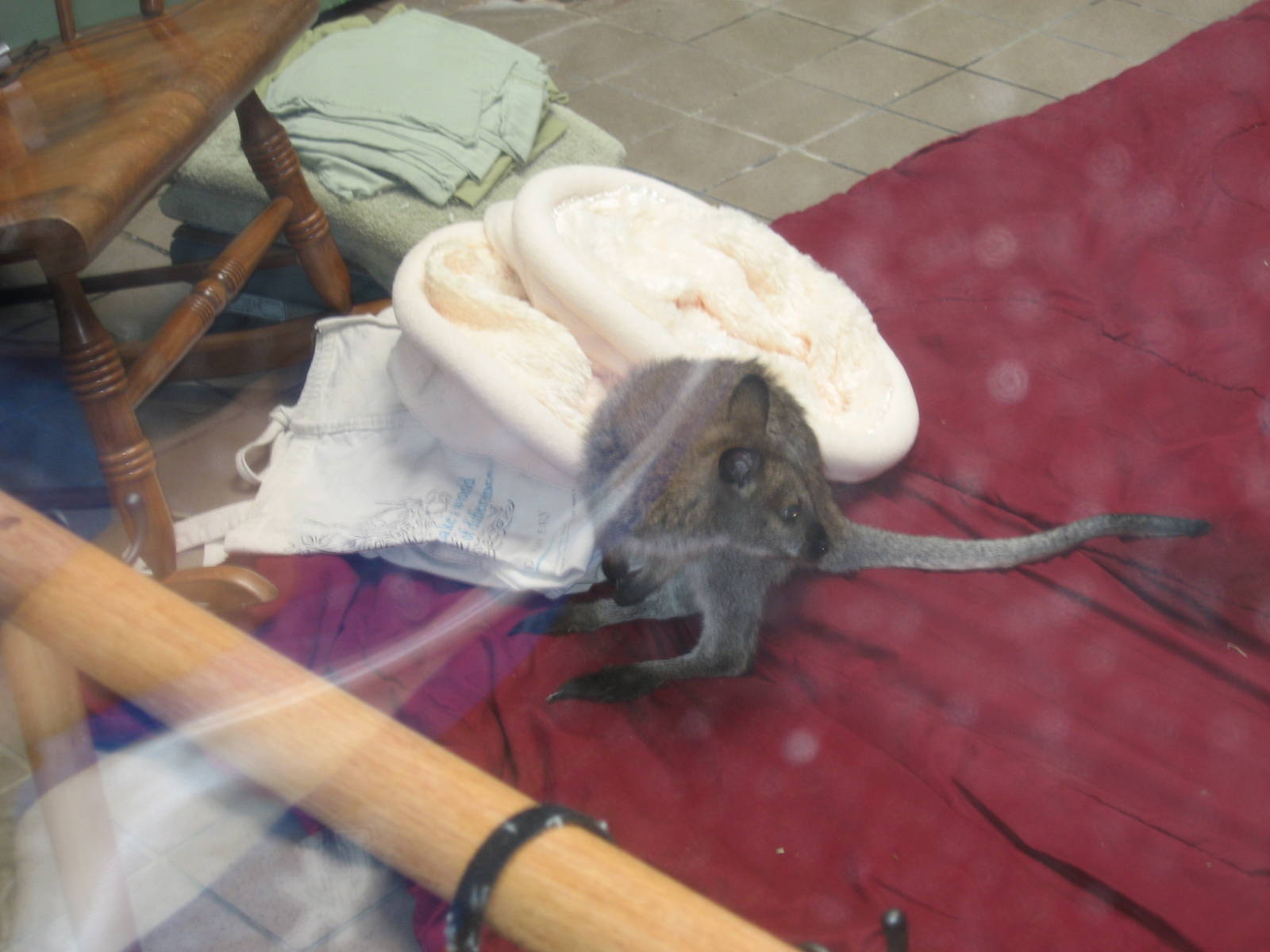 Dec. 2009-Bennett's Wallaby Joey