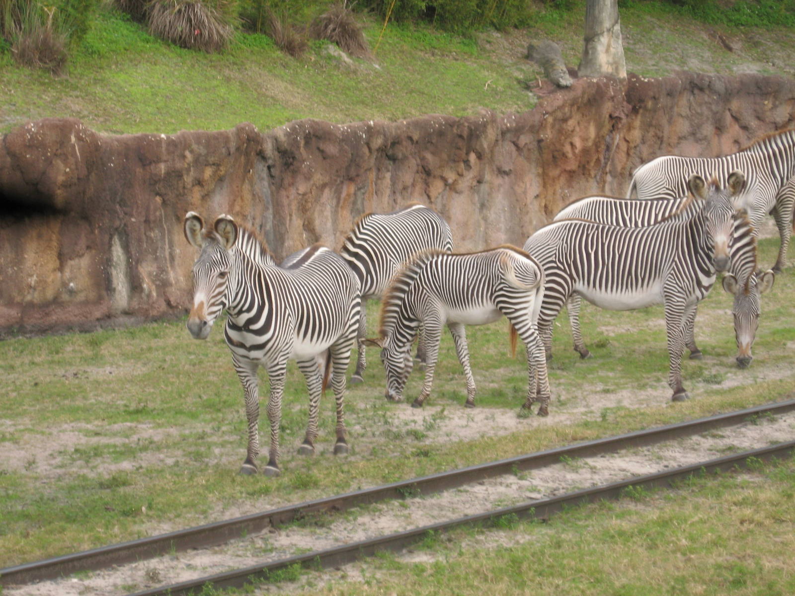 Dec. 2009-Grevy's Zebras