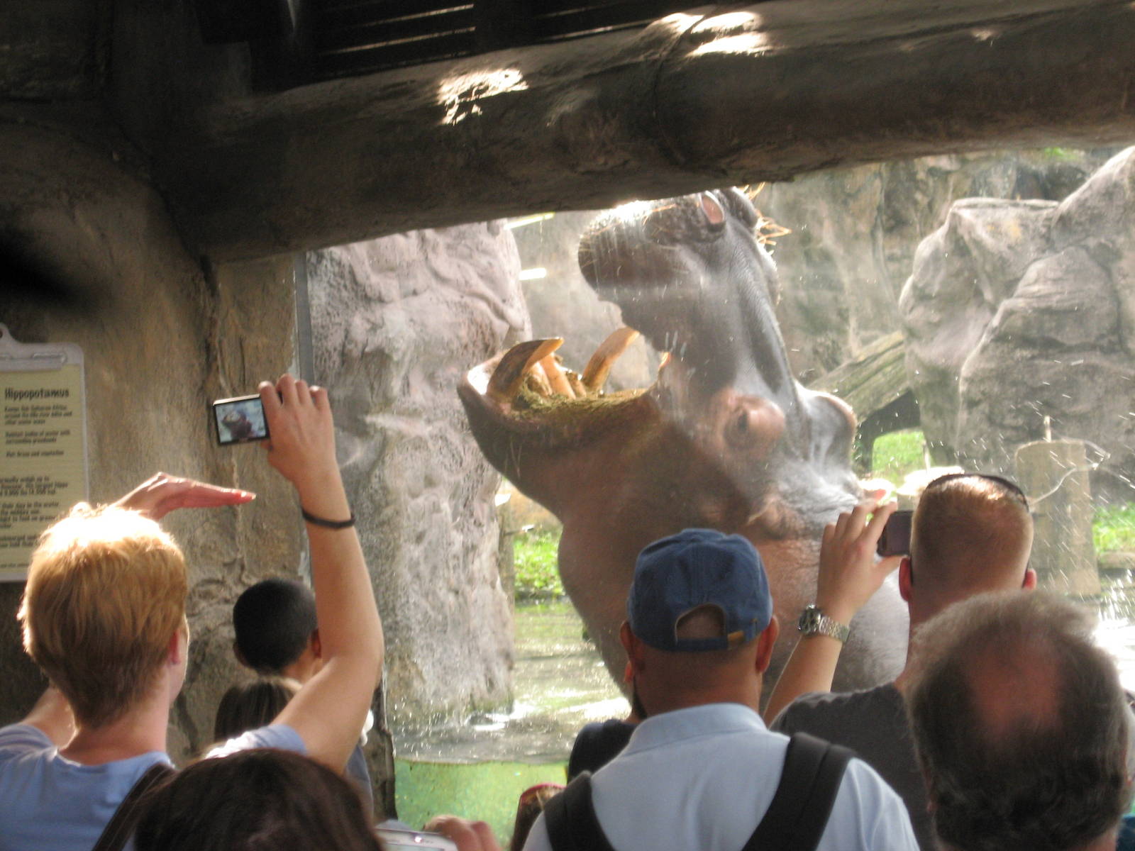 Dec. 2009-Nile Hippopotamus