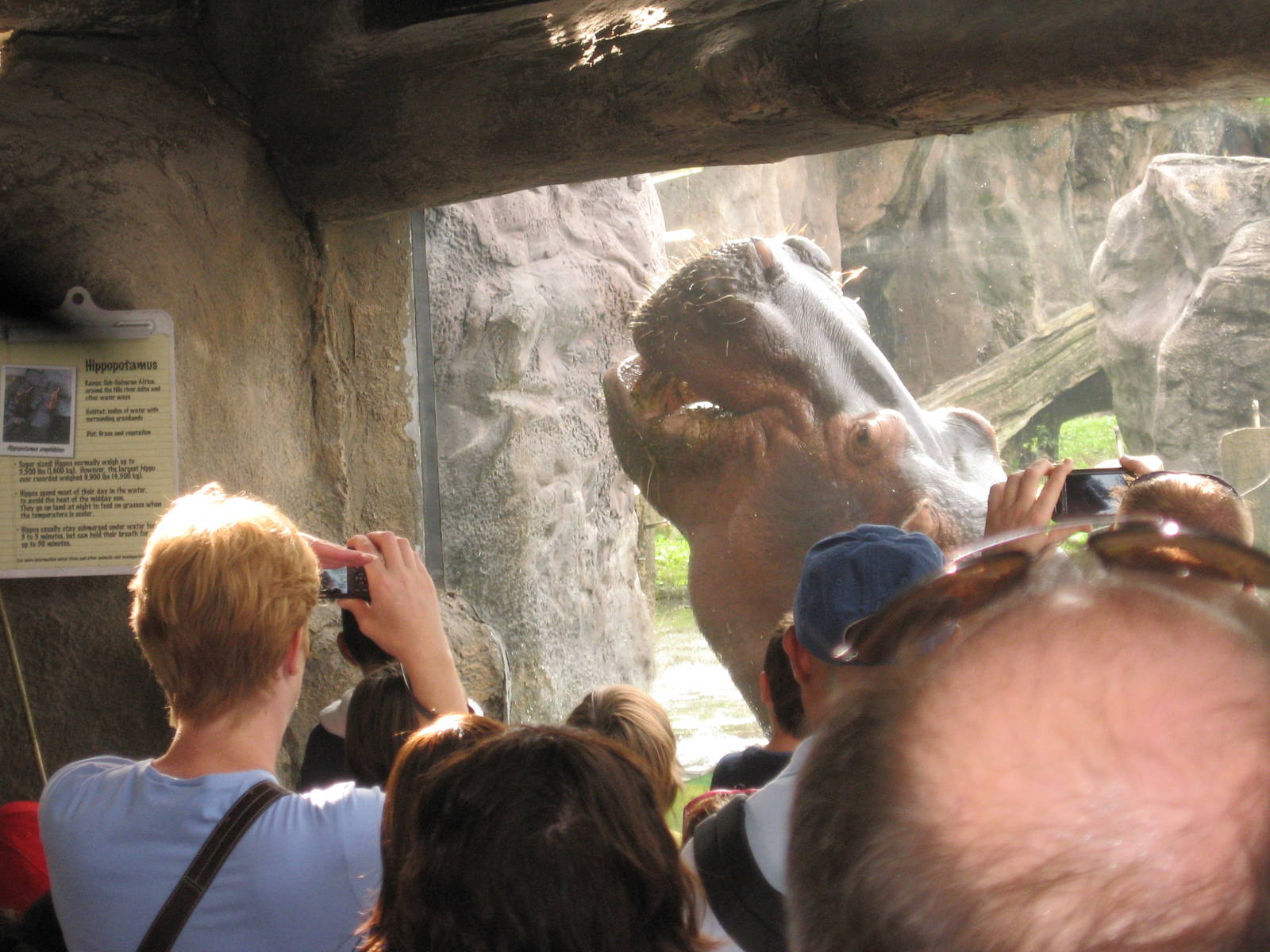 Dec. 2009-Nile Hippopotamus