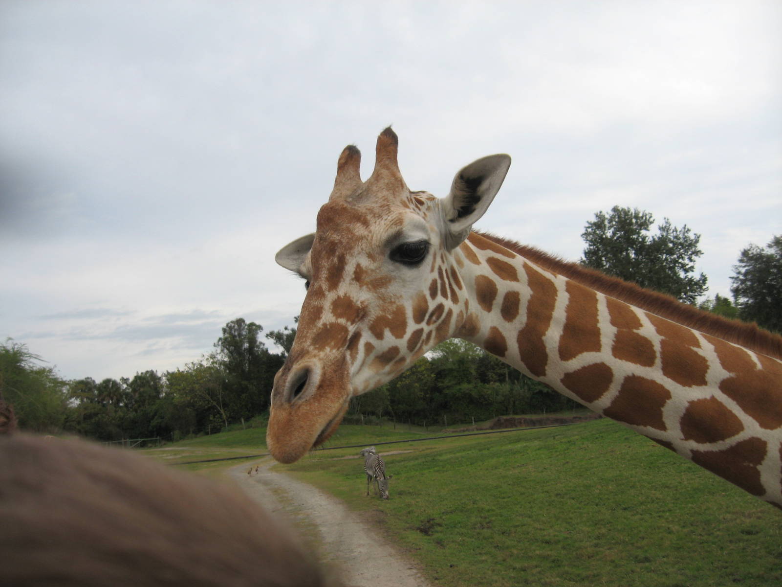 Dec. 2009-Reticulated Giraffe