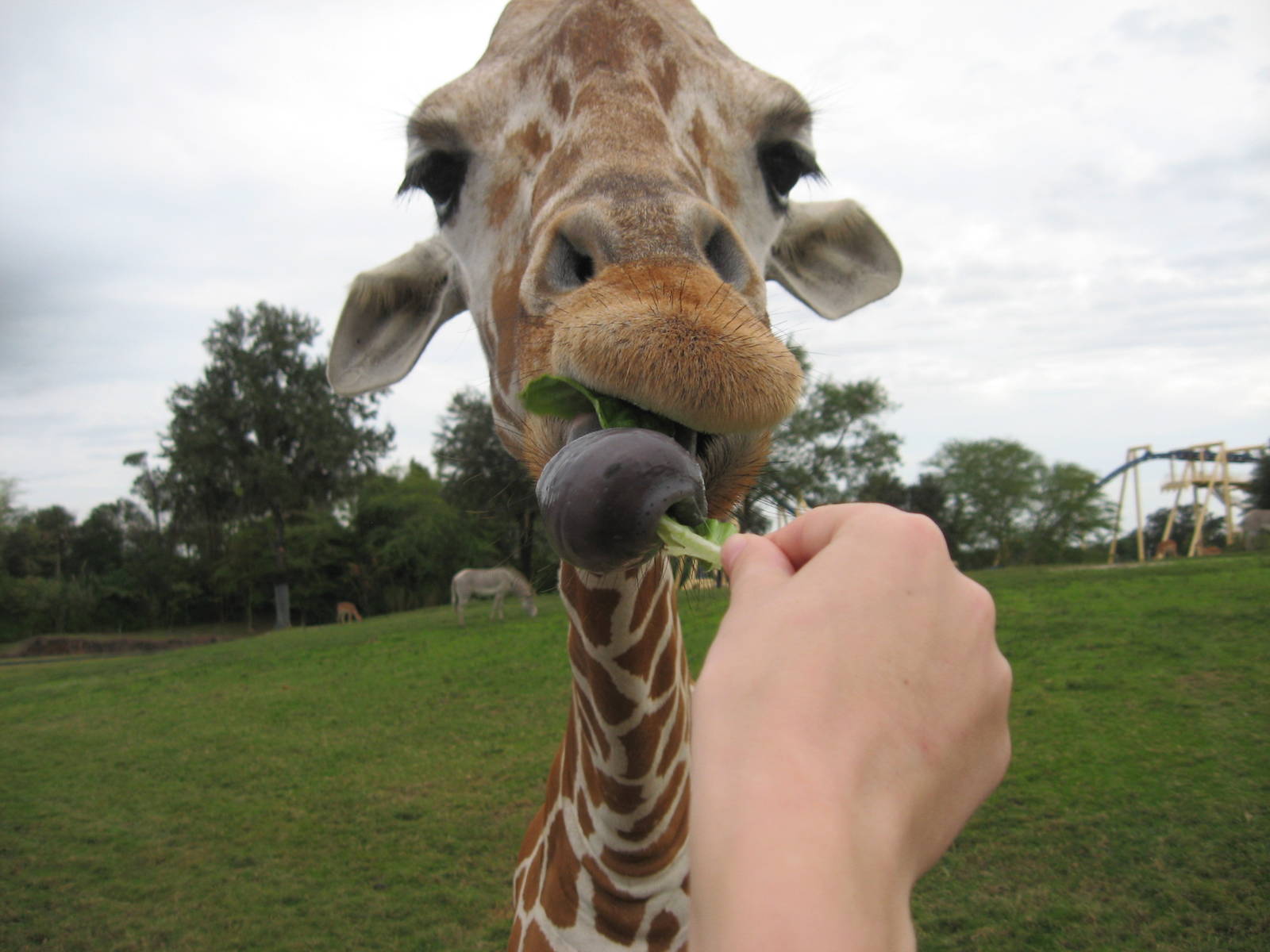 Dec. 2009-Reticulated Giraffe