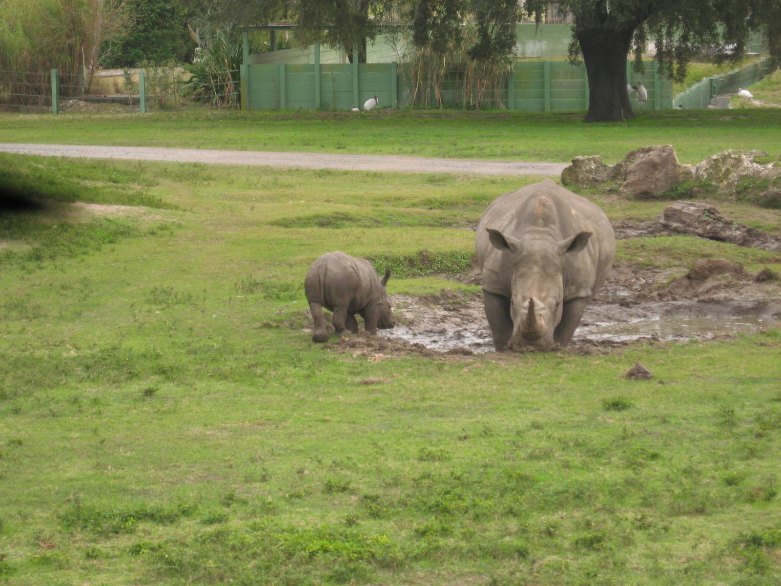 Dec. 2009-Southern White Rhinoceroses