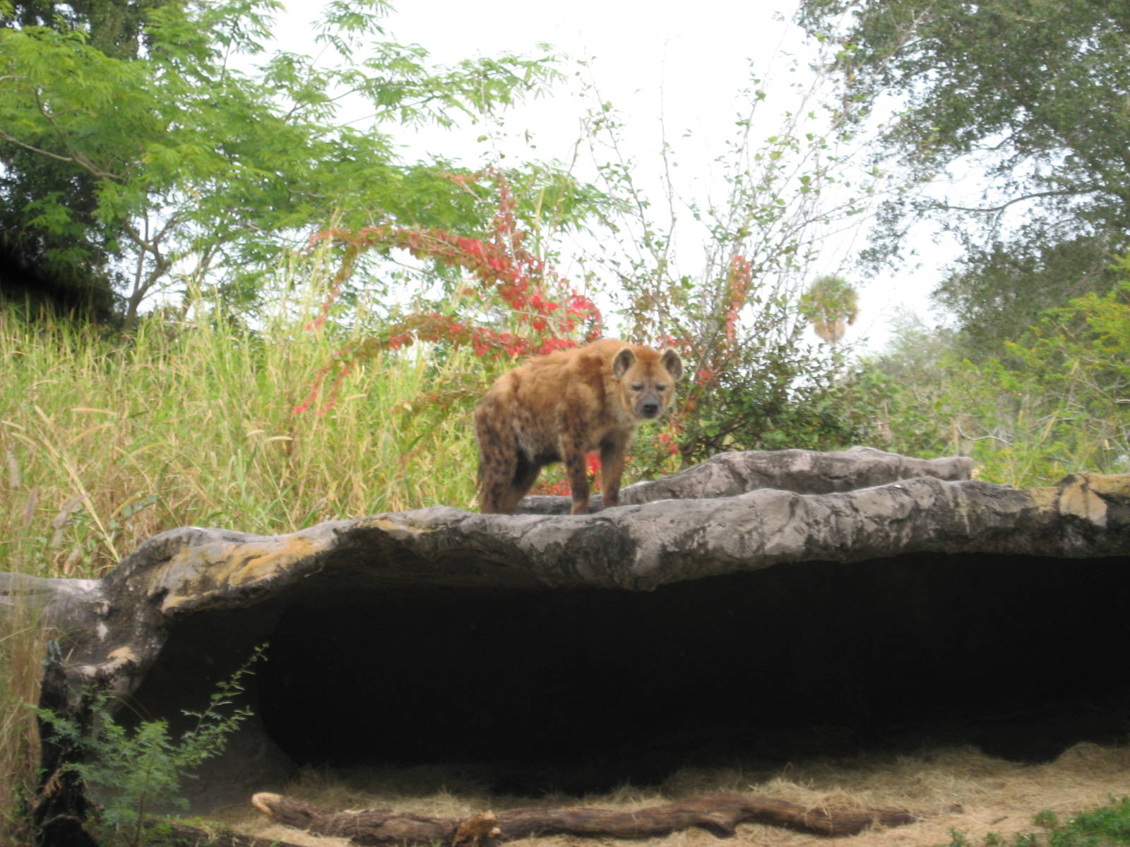 Dec. 2009-Spotted Hyena