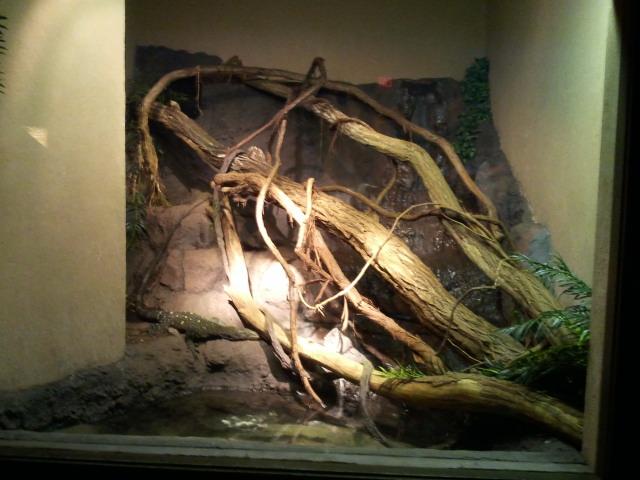 Dec. 2011-Dragons!-Crocodile Monitor exhibit